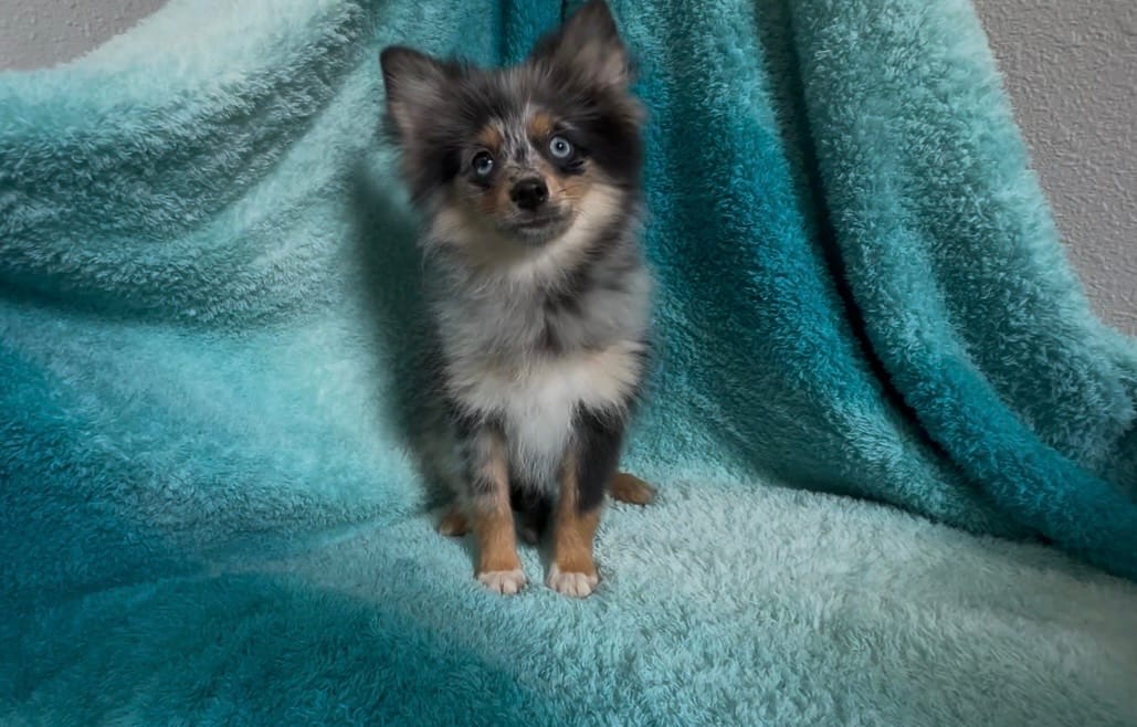 Wiggles  – Pomeranian puppy for sale in Lebanon, MO