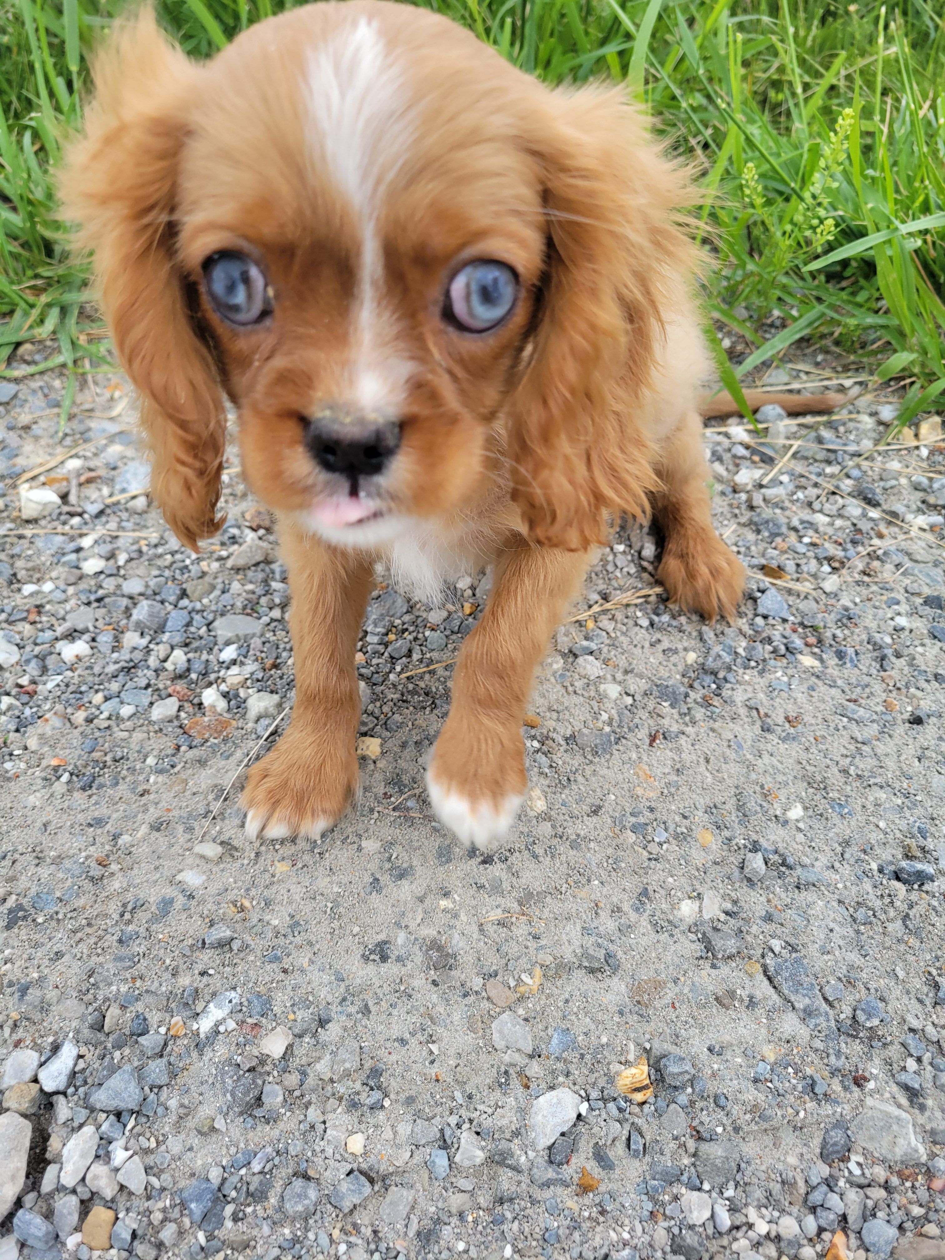 Clay – Cavalier King Charles Spaniel puppy for sale in Edgar Springs, MO