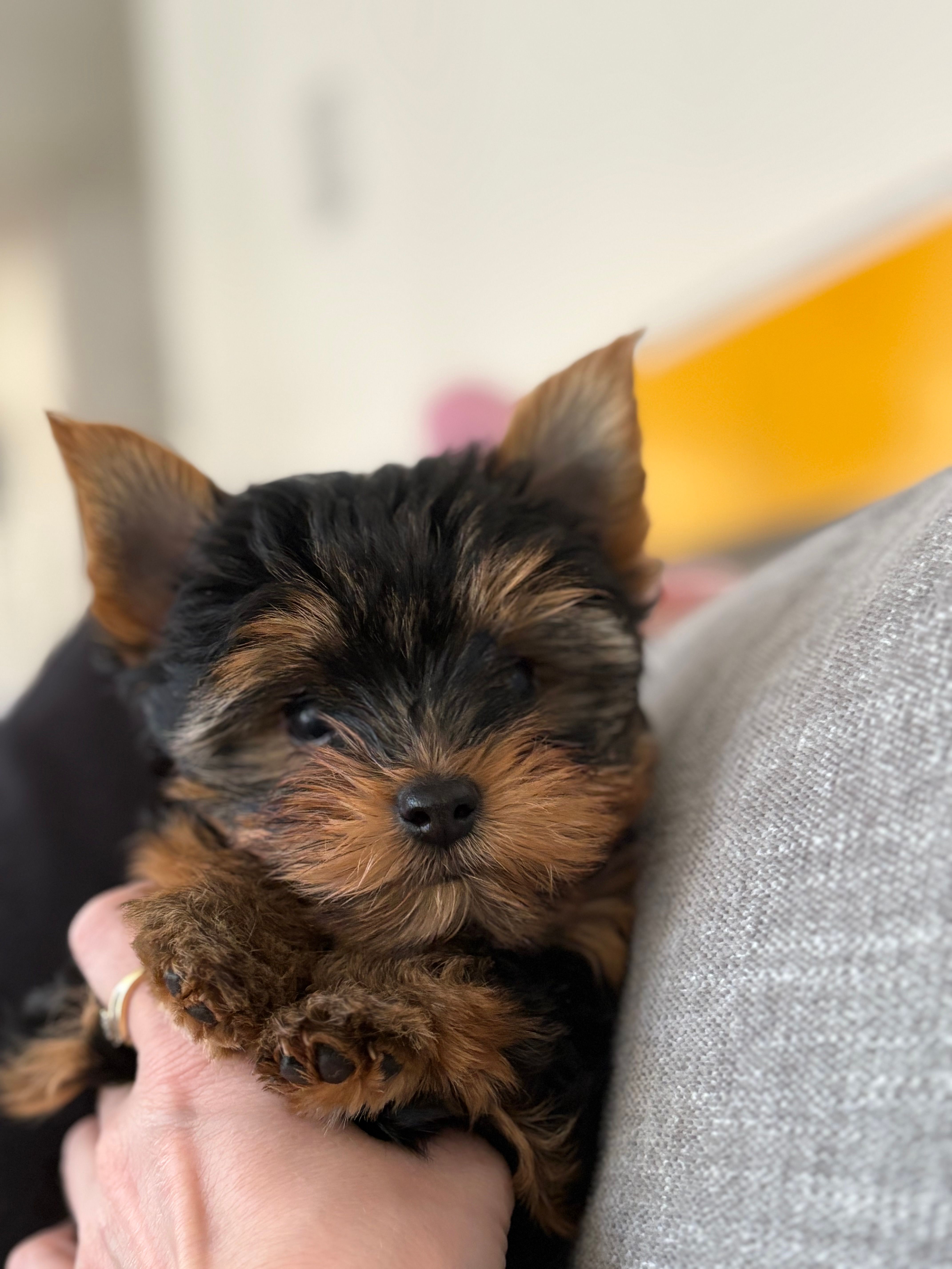 Gucci – Yorkshire Terrier puppy for sale in West Allis, WI