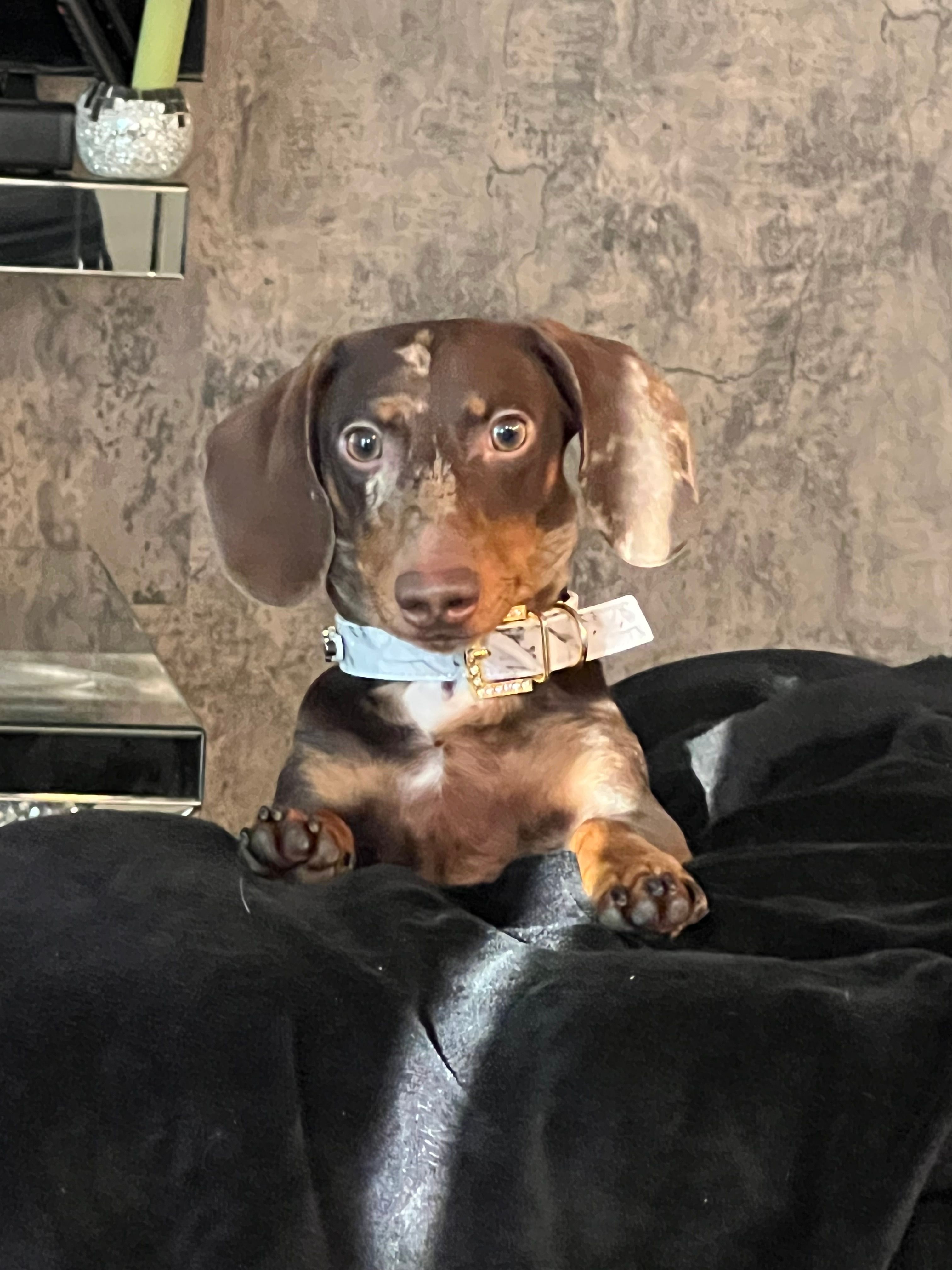RENZO💛❤️ – Miniature Dachshund puppy for sale in Orlando, FL