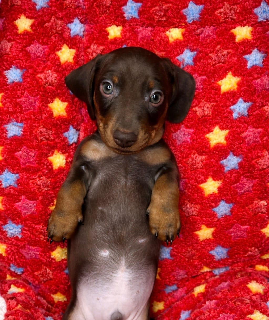 ROMEO❤️PUREBRED  – Miniature Dachshund puppy for sale in Orlando, FL