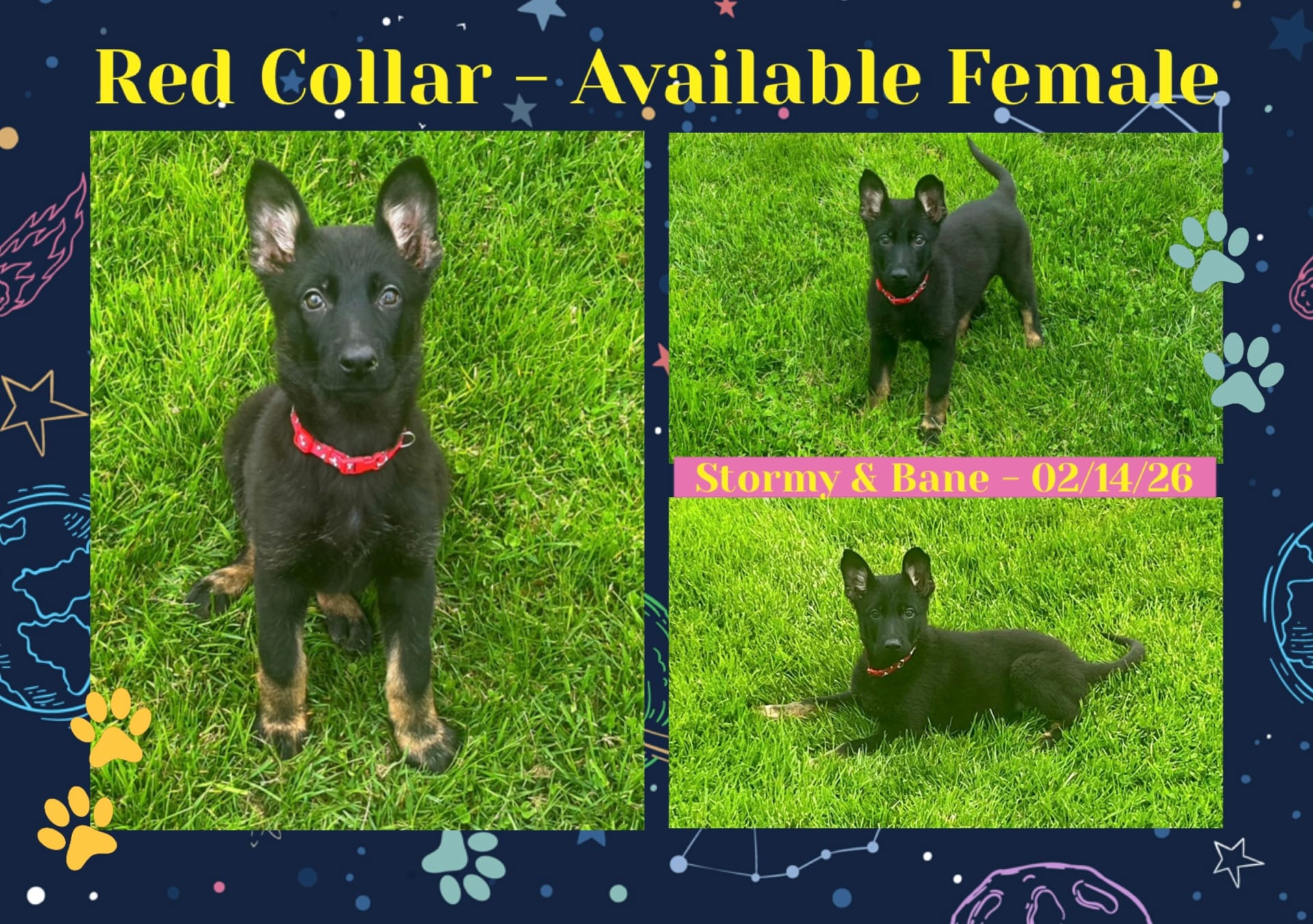 Red Collar – German Shepherd Dog puppy for sale in Middleboro, MA