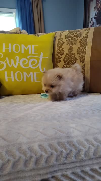 Katie, a female Pomeranian for sale in Van Buren, AR – 2 of 6