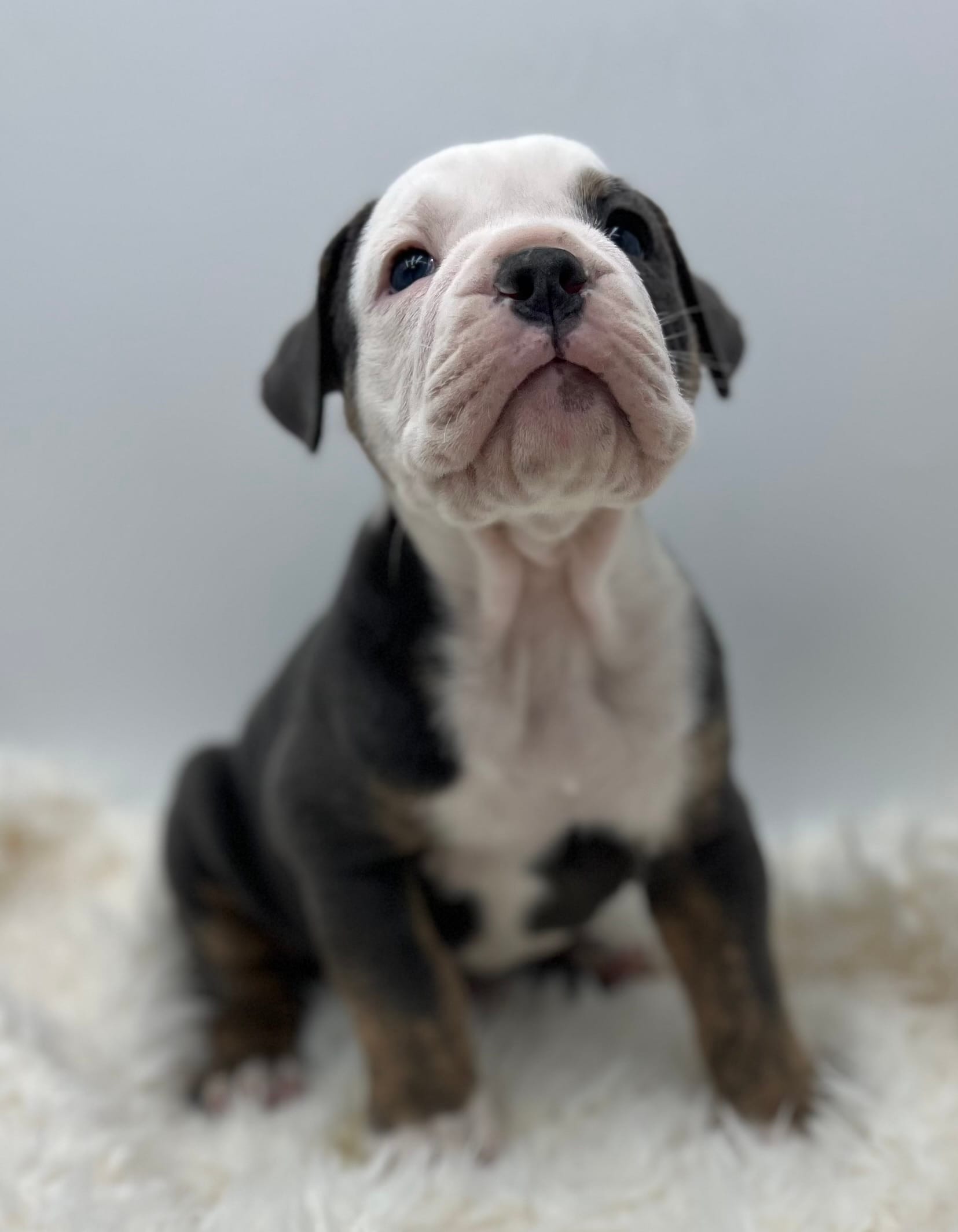Clyde – Olde English Bulldogge puppy for sale in Camdenton, MO