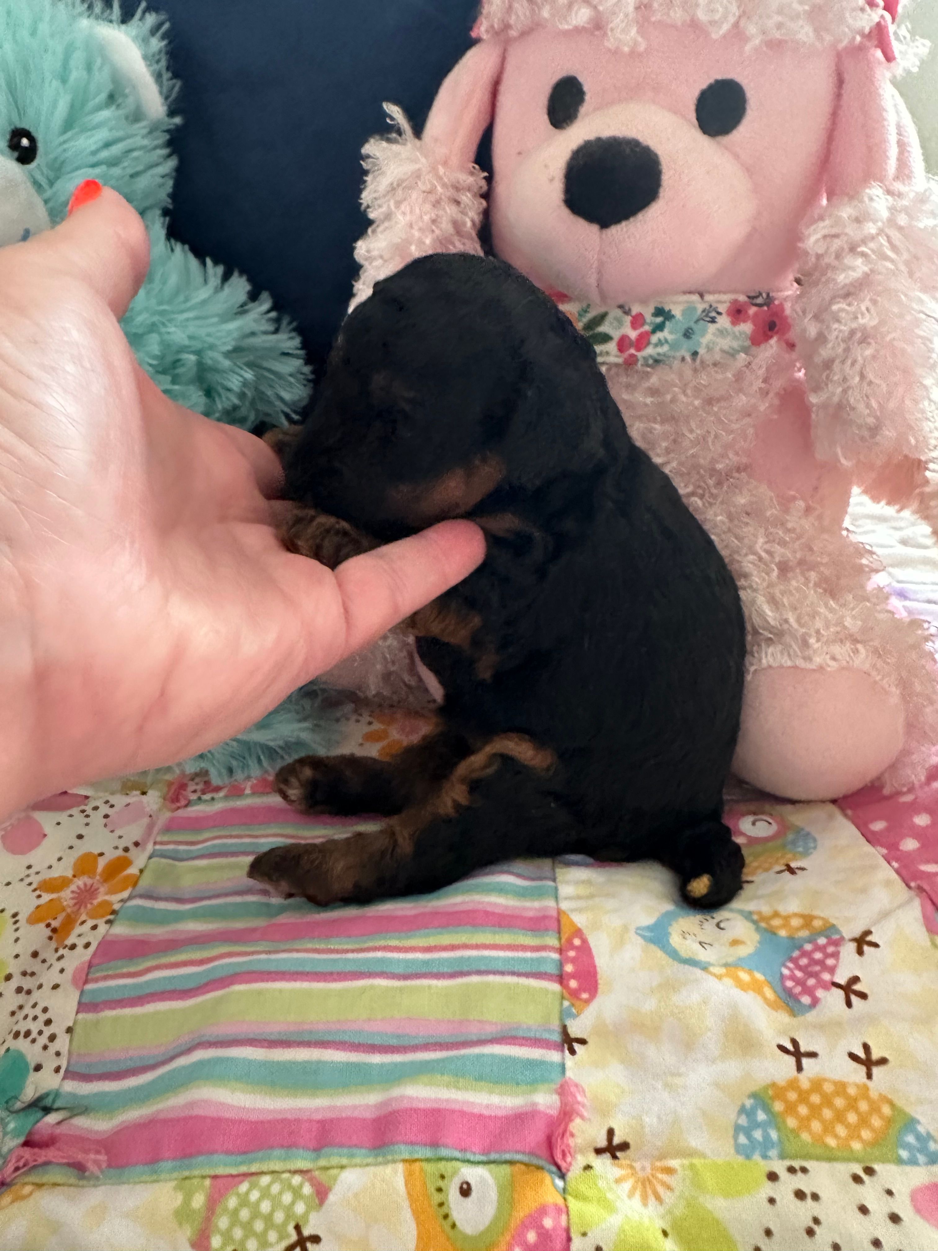 Akc meme  – Poodle - Toy  puppy for sale in Everton, MO