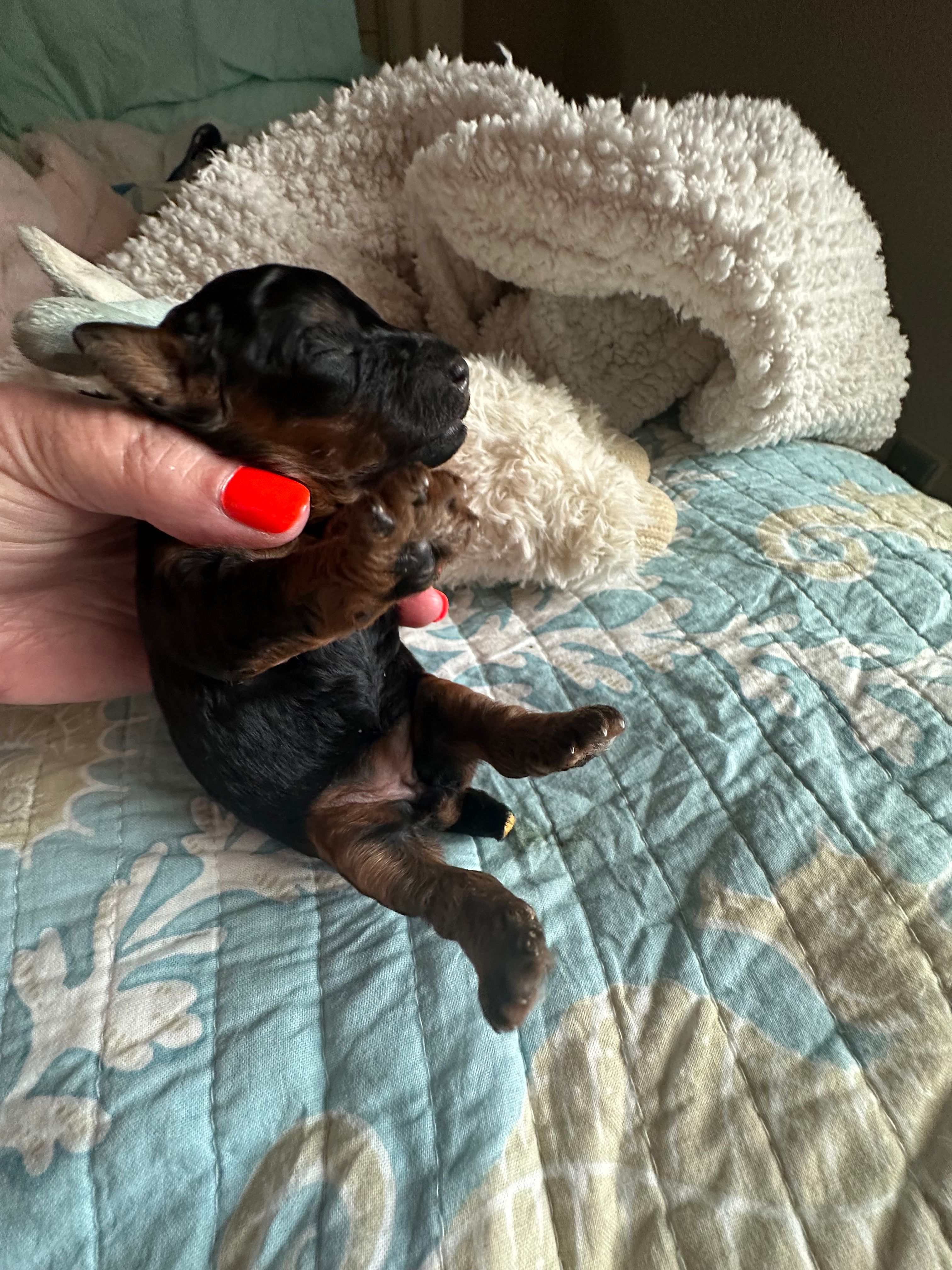 Akc Tooty  – Poodle - Toy  puppy for sale in Everton, MO