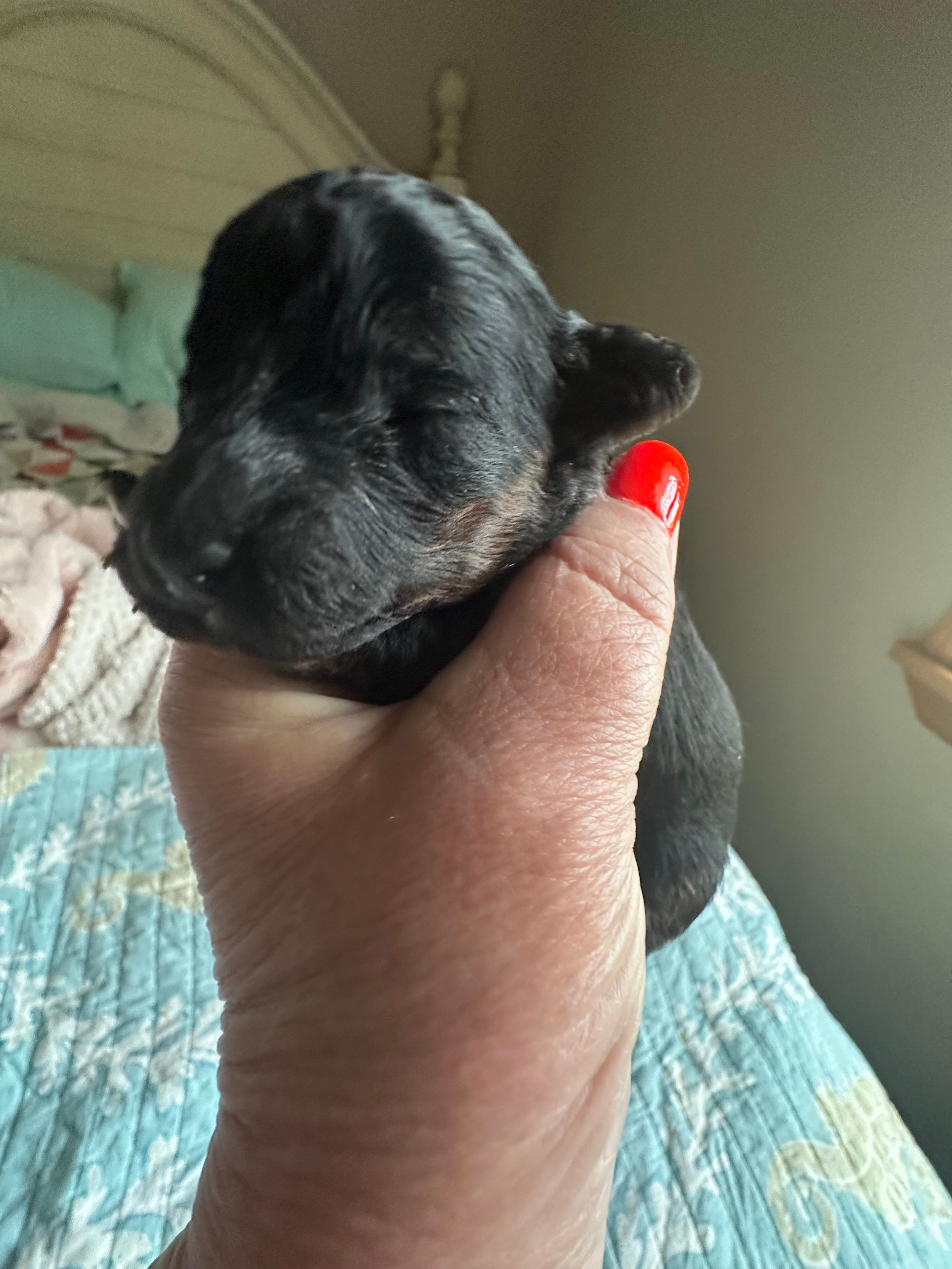 AKC tiny Teddy – Poodle - Toy  puppy for sale in Everton, MO