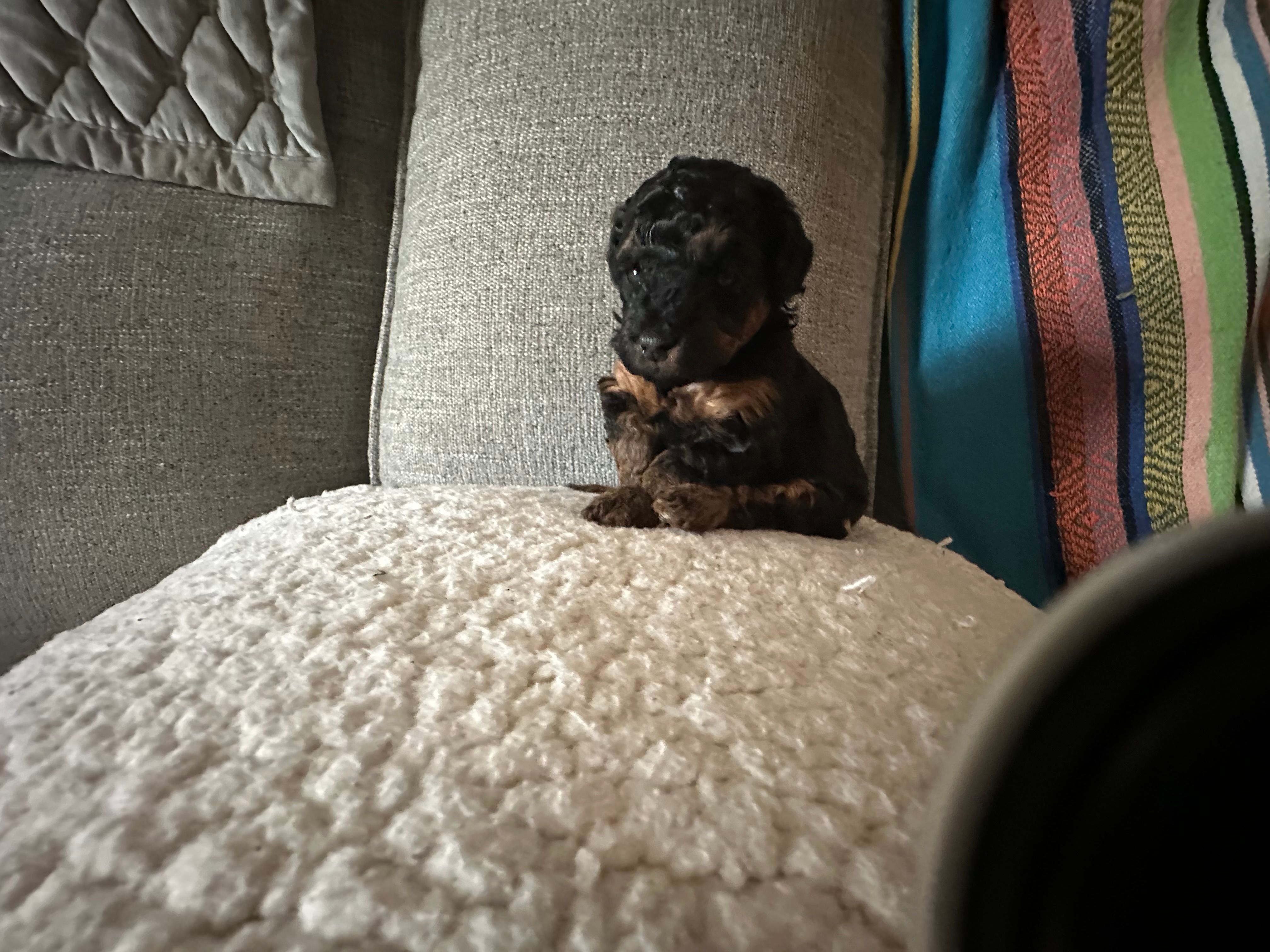 Charity Rose – Poodle - Toy  puppy for sale in Everton, MO