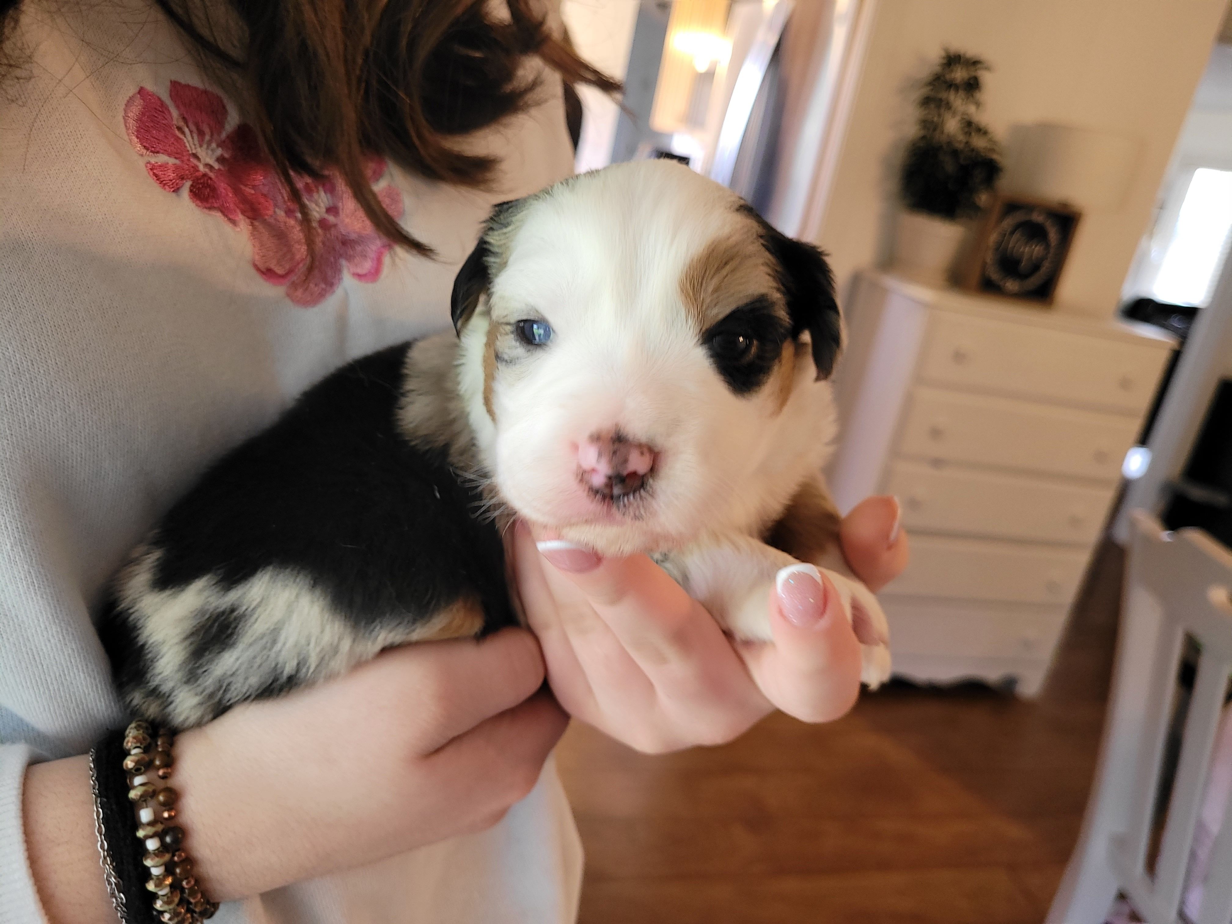 Britches – Australian Shepherd puppy for sale in Newberg, OR