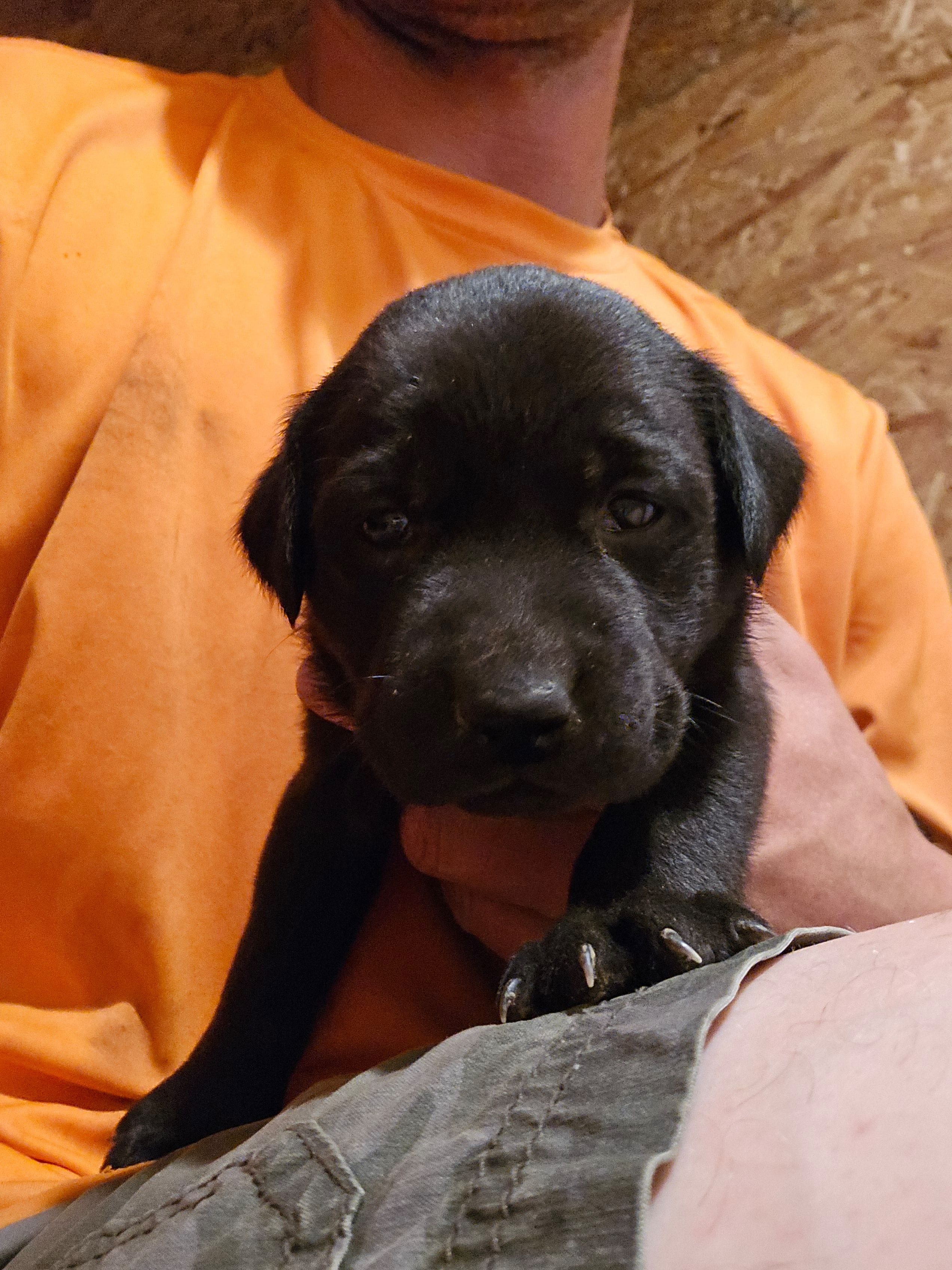 Jettie – Labrador Retriever puppy for sale in Walnut Hill, IL