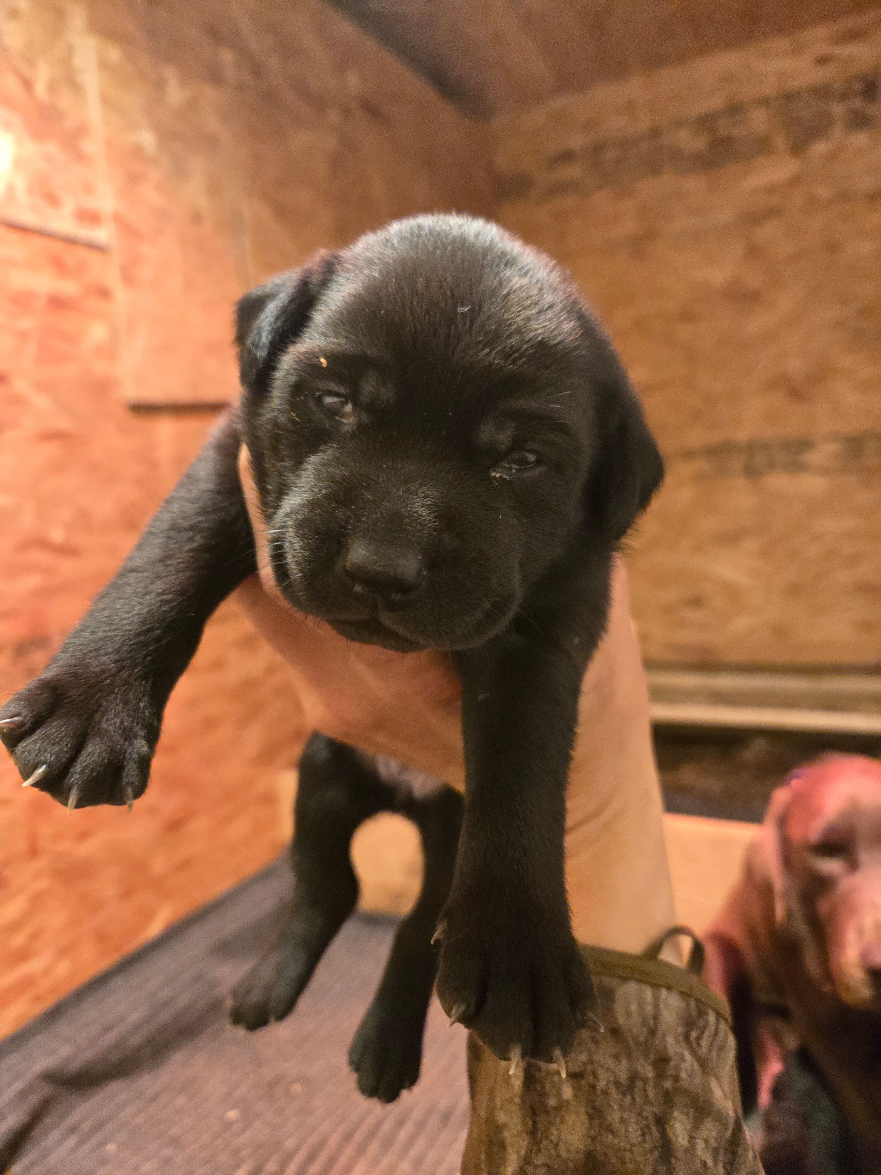 Bronco – Labrador Retriever puppy for sale in Walnut Hill, IL