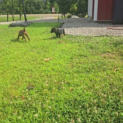 Shadow, a female Labrador Retriever for sale in Walnut Hill, IL – 2 of 2