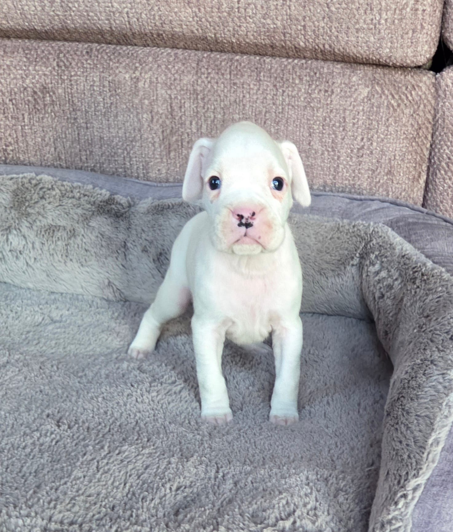 Kasper – Boxer puppy for sale in Whitelaw, WI