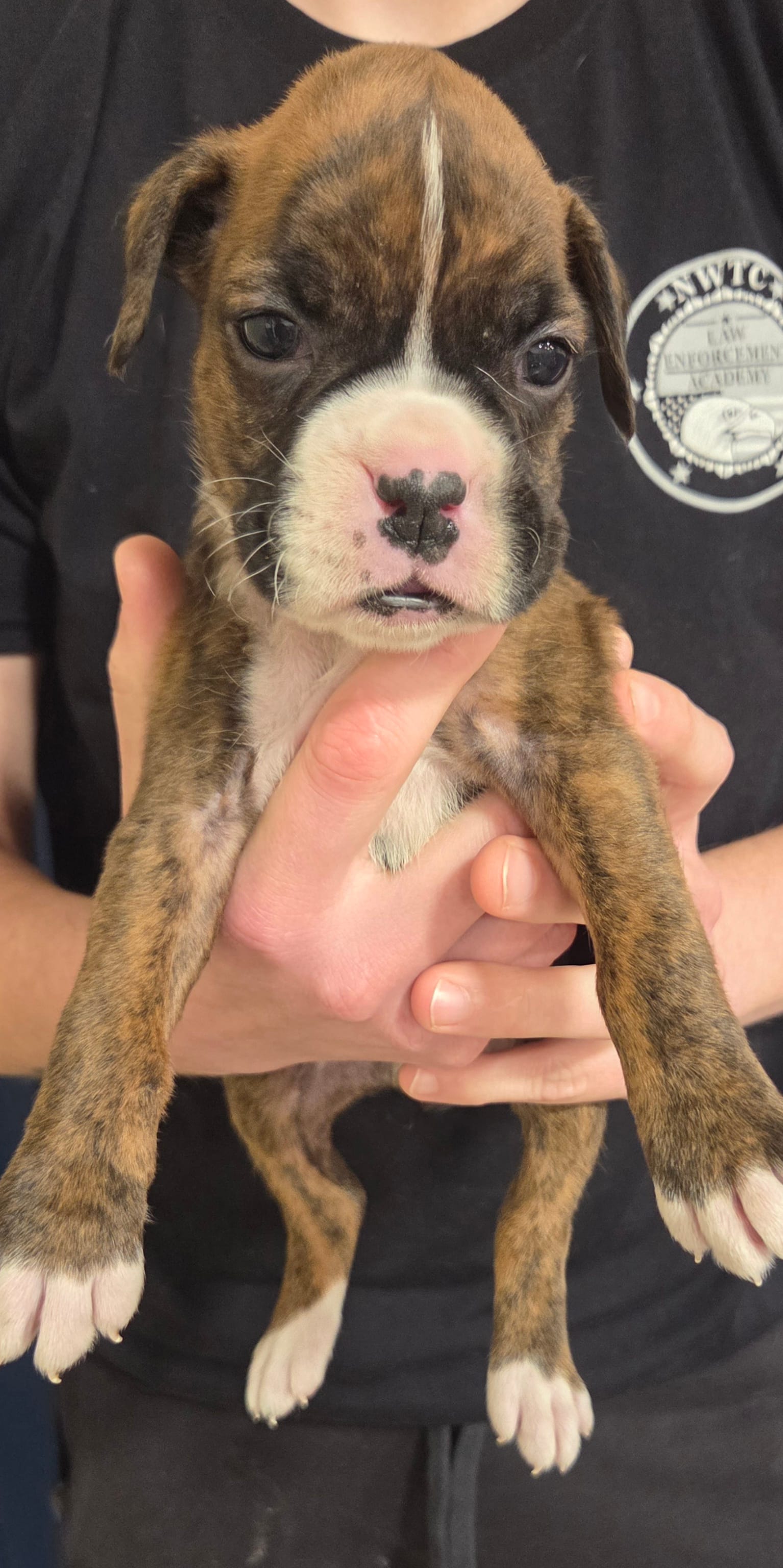 Kira – Boxer puppy for sale in Whitelaw, WI