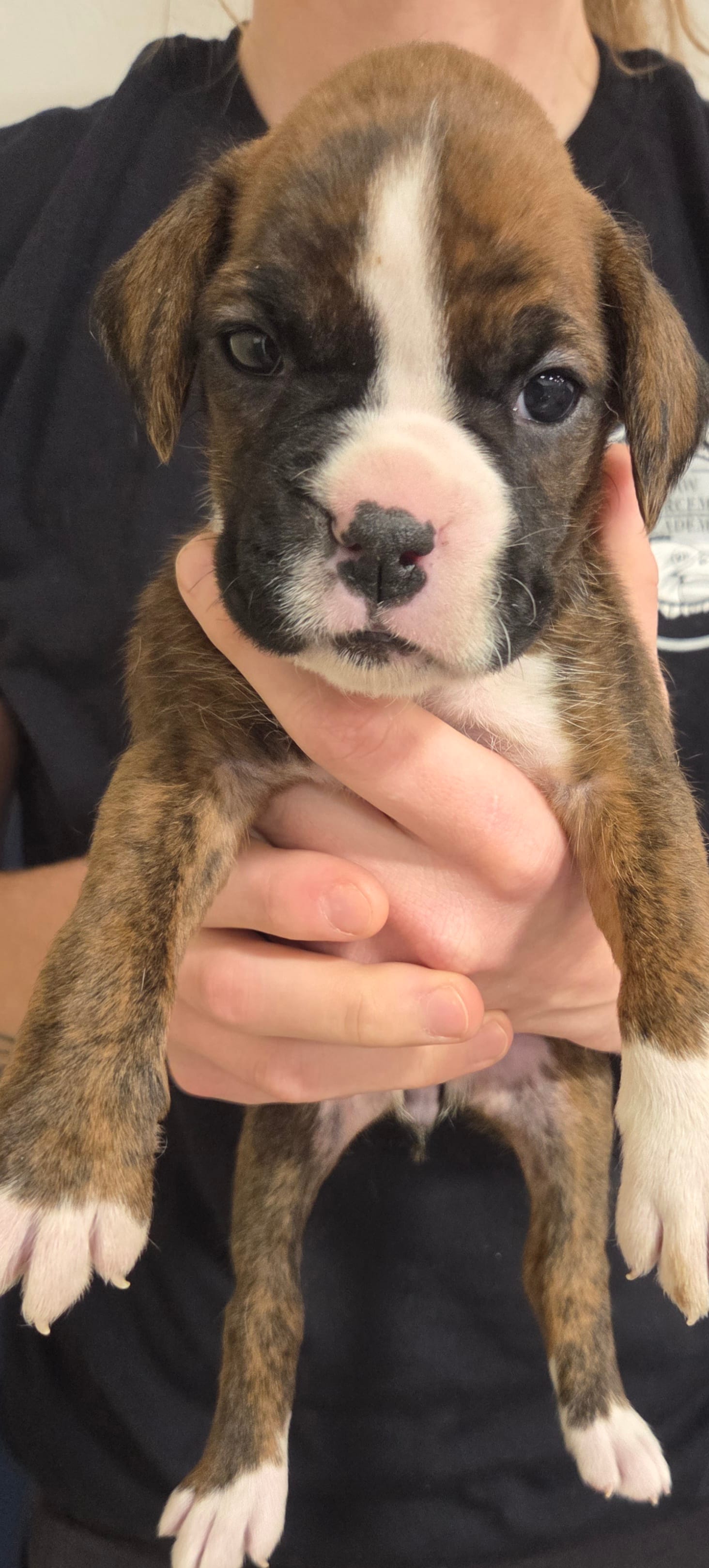 Tara – Boxer puppy for sale in Whitelaw, WI