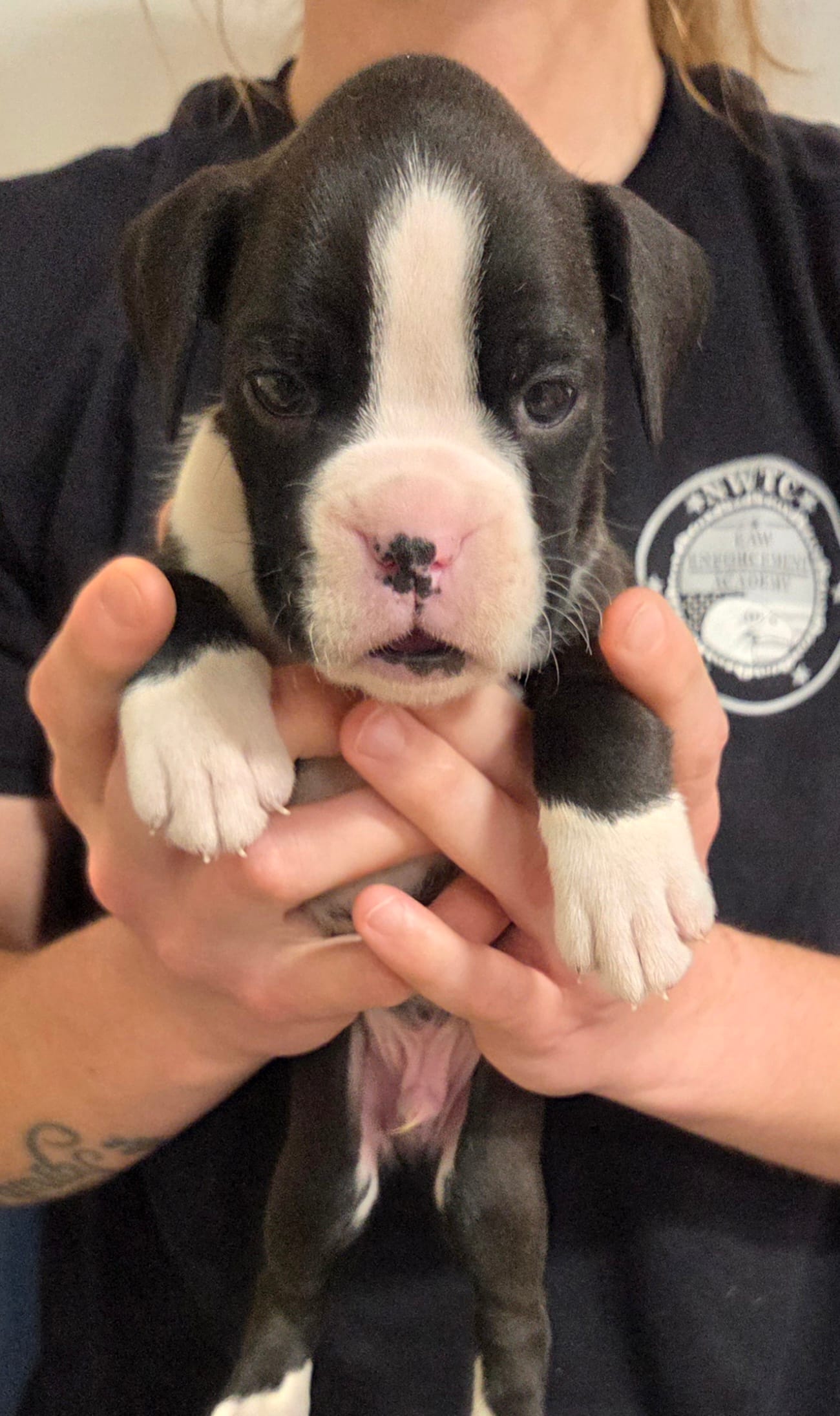 Max – Boxer puppy for sale in Whitelaw, WI