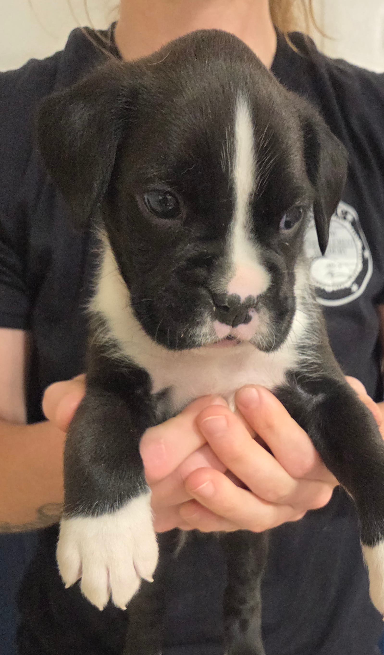 Tyrone – Boxer puppy for sale in Whitelaw, WI