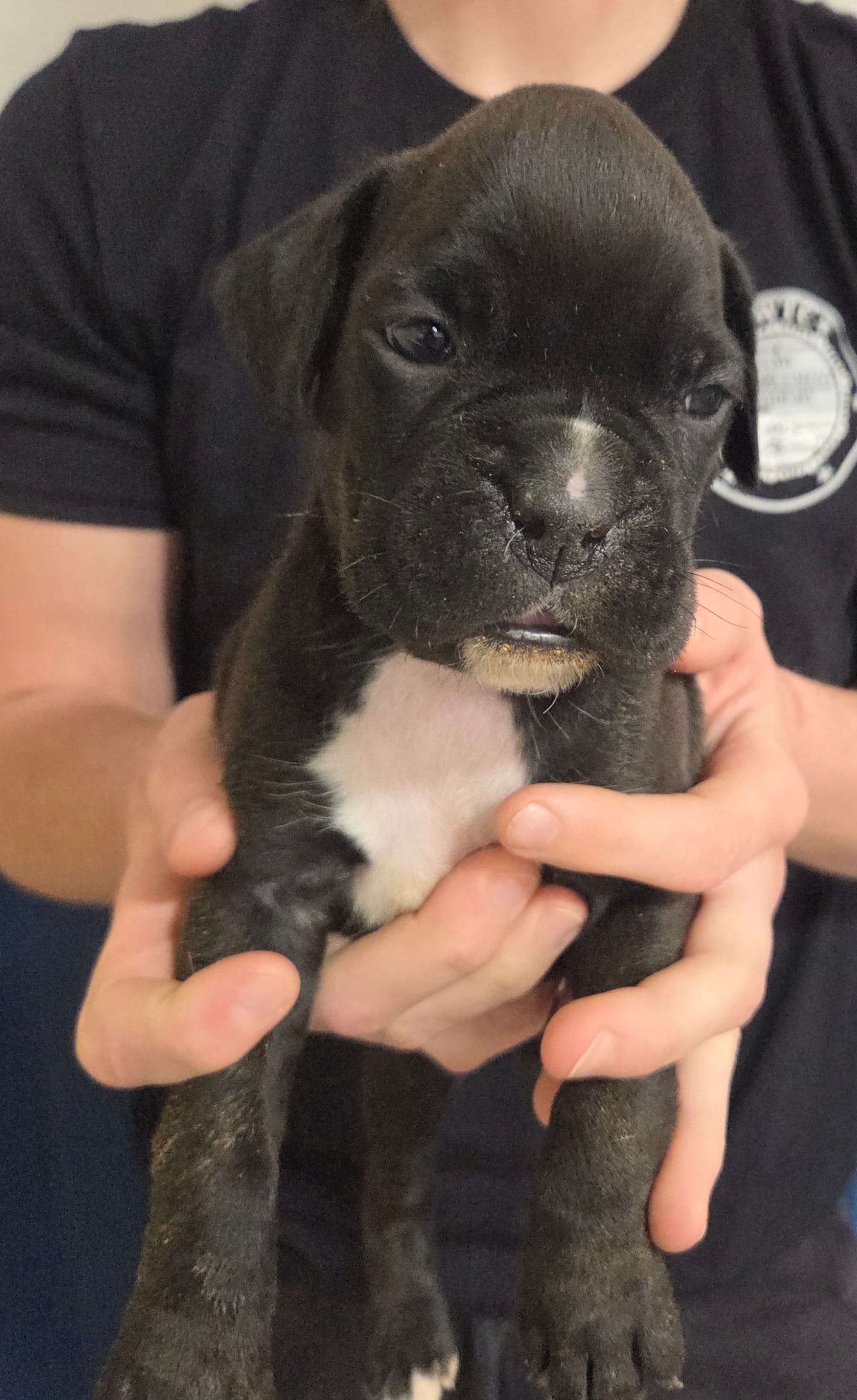 Ed – Boxer puppy for sale in Whitelaw, WI