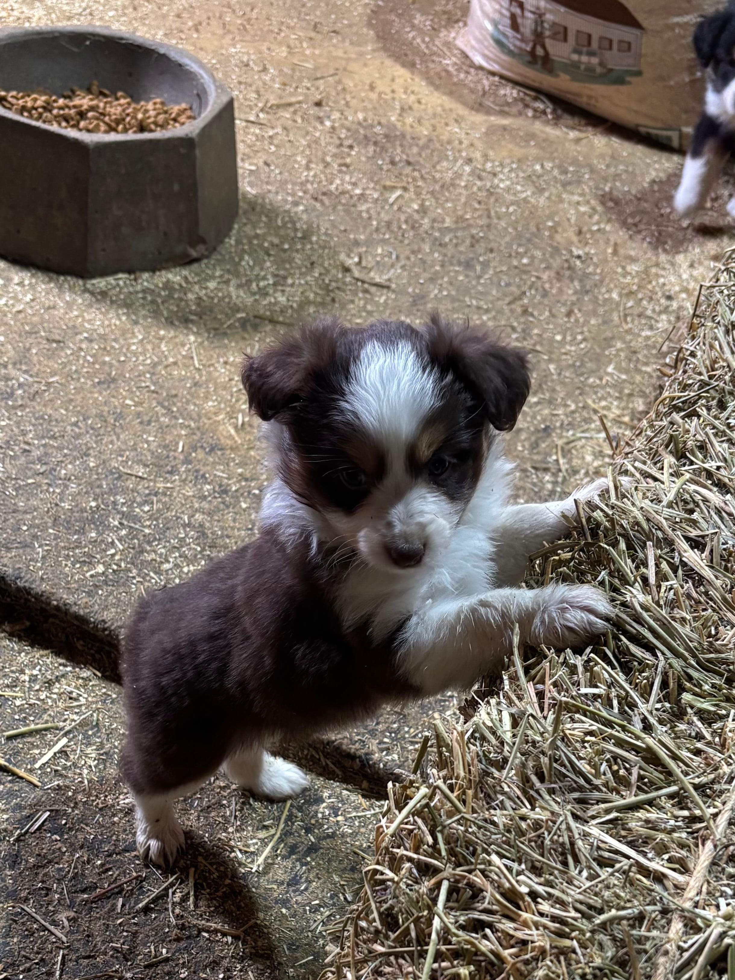 Puppy 3 – Miniature Australian Shepherd puppy for sale in Boone, IA
