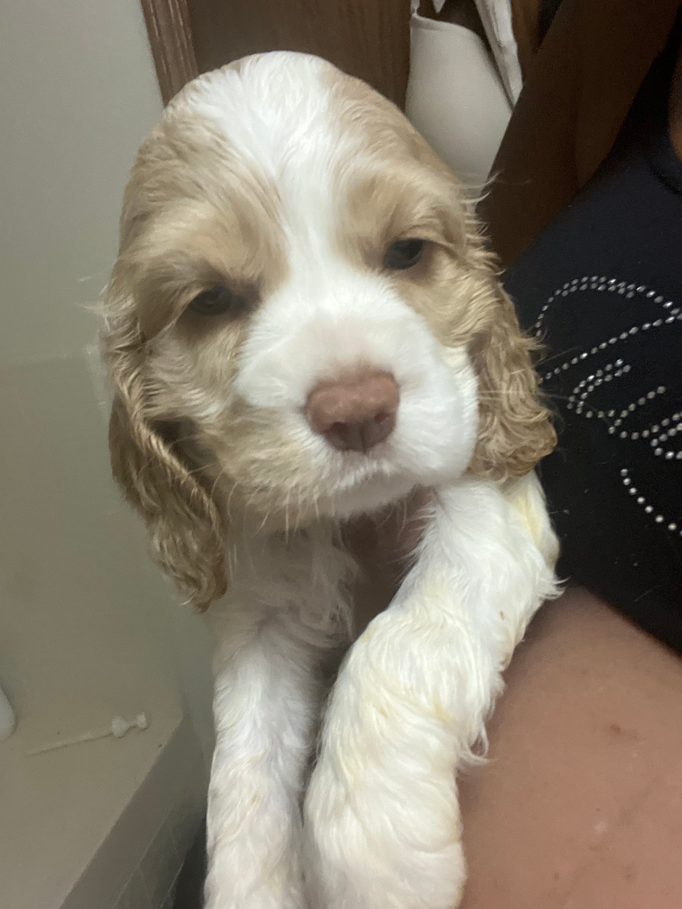 Daisy – Cocker Spaniel puppy for sale in Discovery Bay, CA