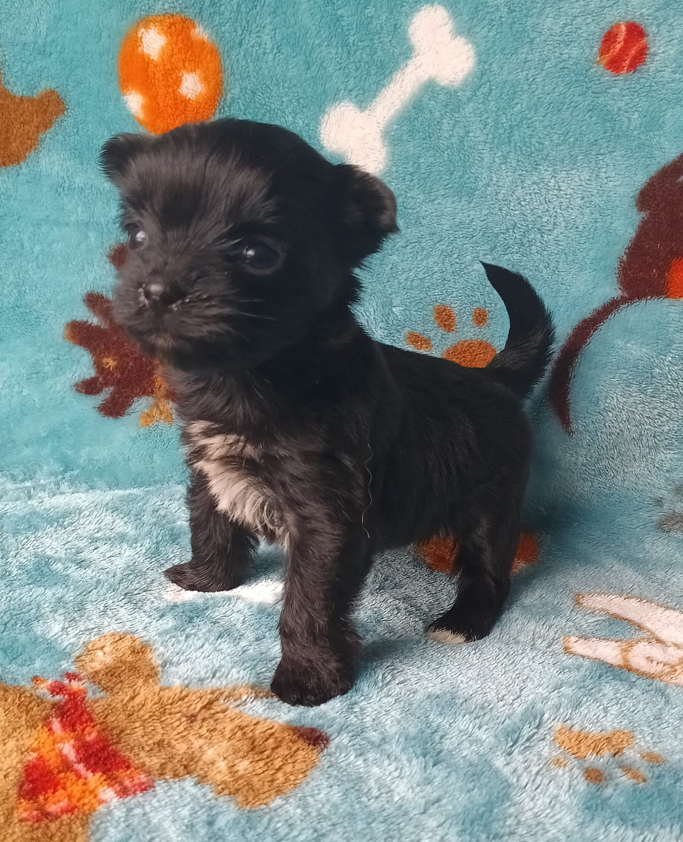 Daisy  – Yorkshire Terrier puppy for sale in Conroe, TX