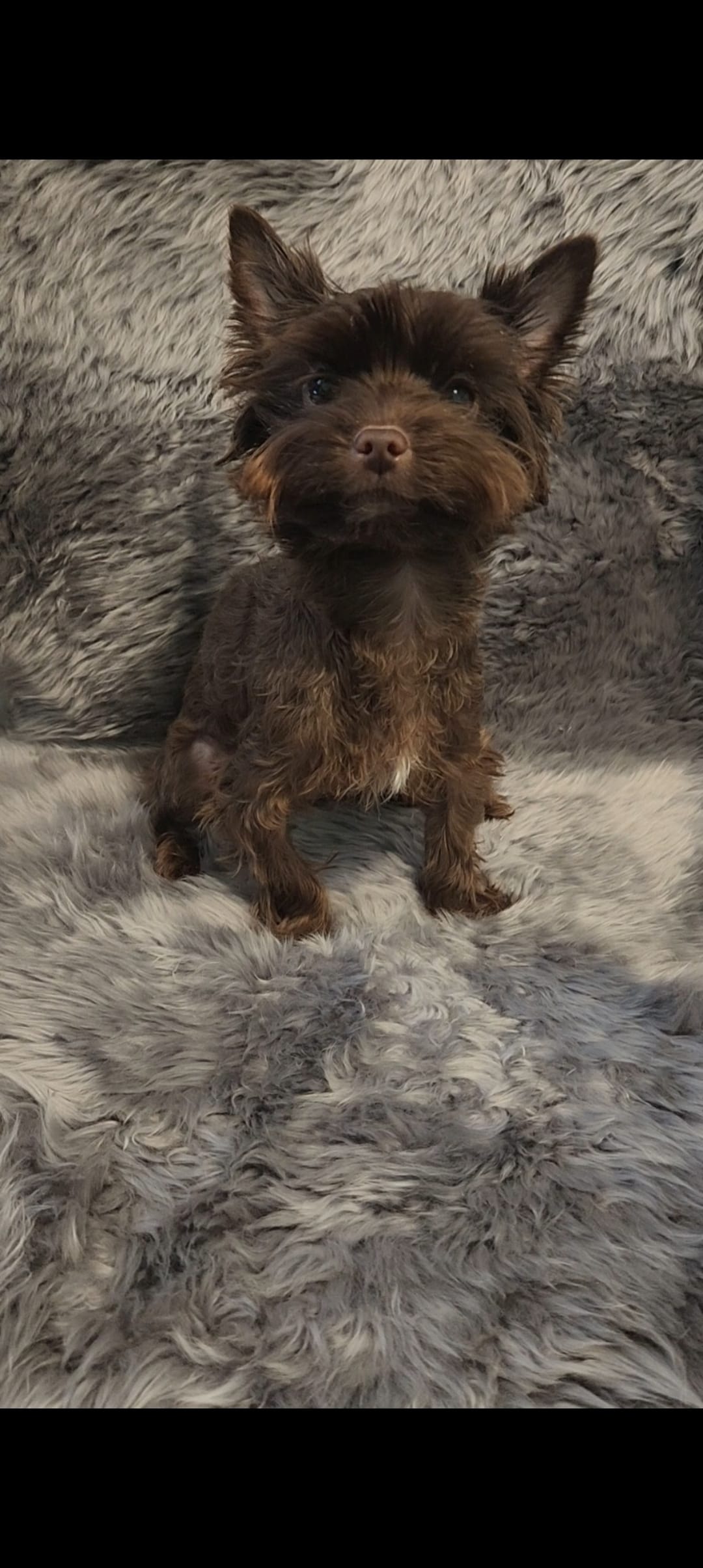 Pebbles  – Yorkshire Terrier puppy for sale in Conroe, TX