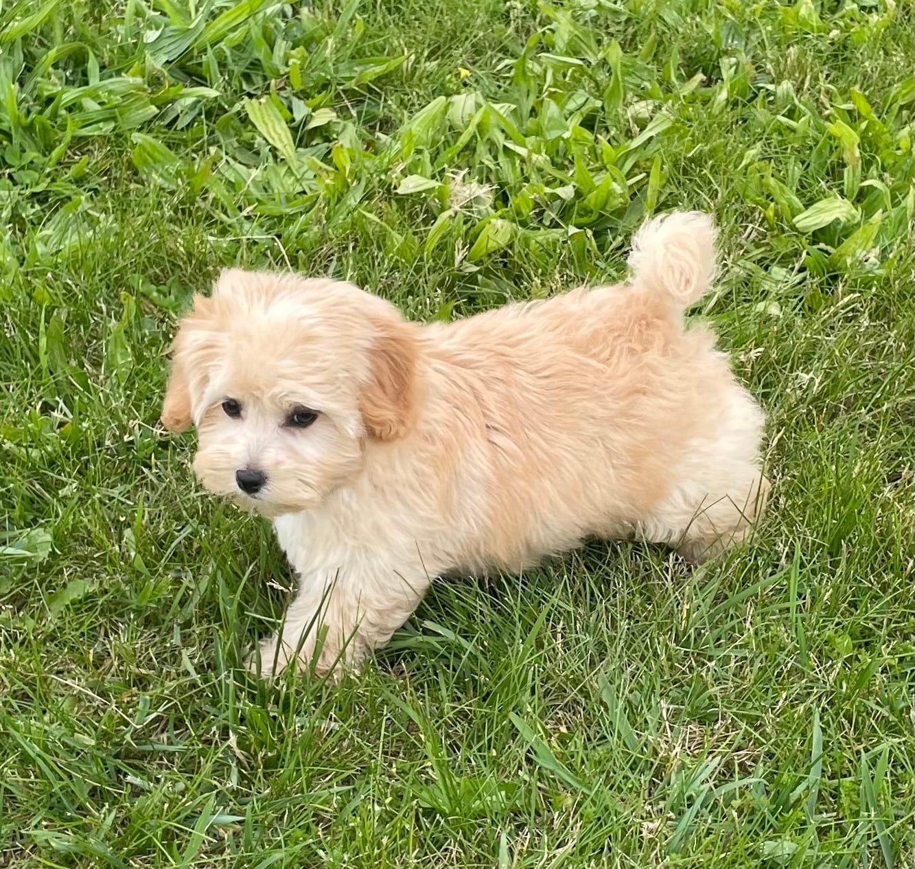 June – Bichon Frise, Cavapoo puppy for sale in Claypool, IN
