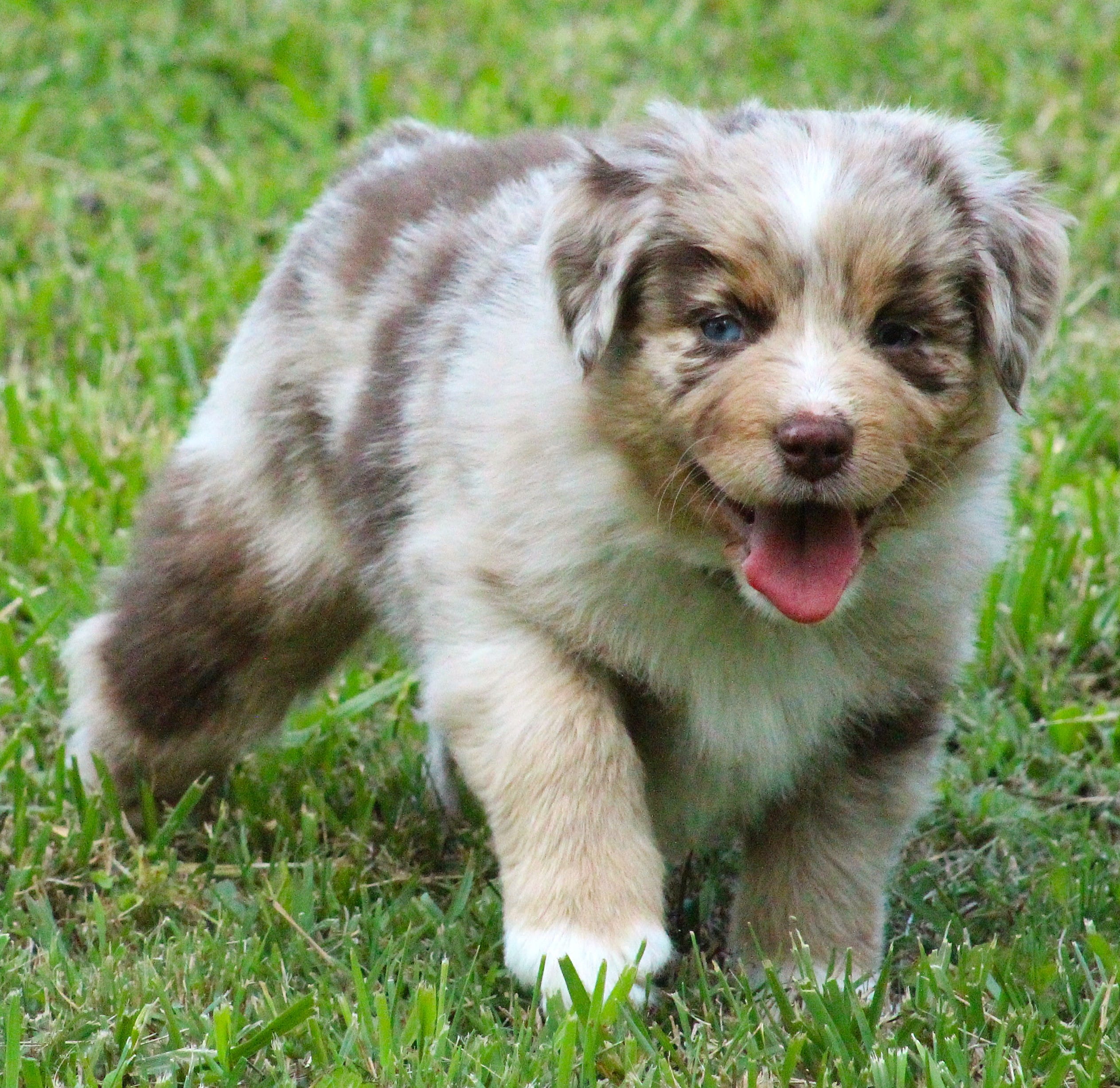 Fancy – Australian Shepherd puppy for sale in Cookeville, TN