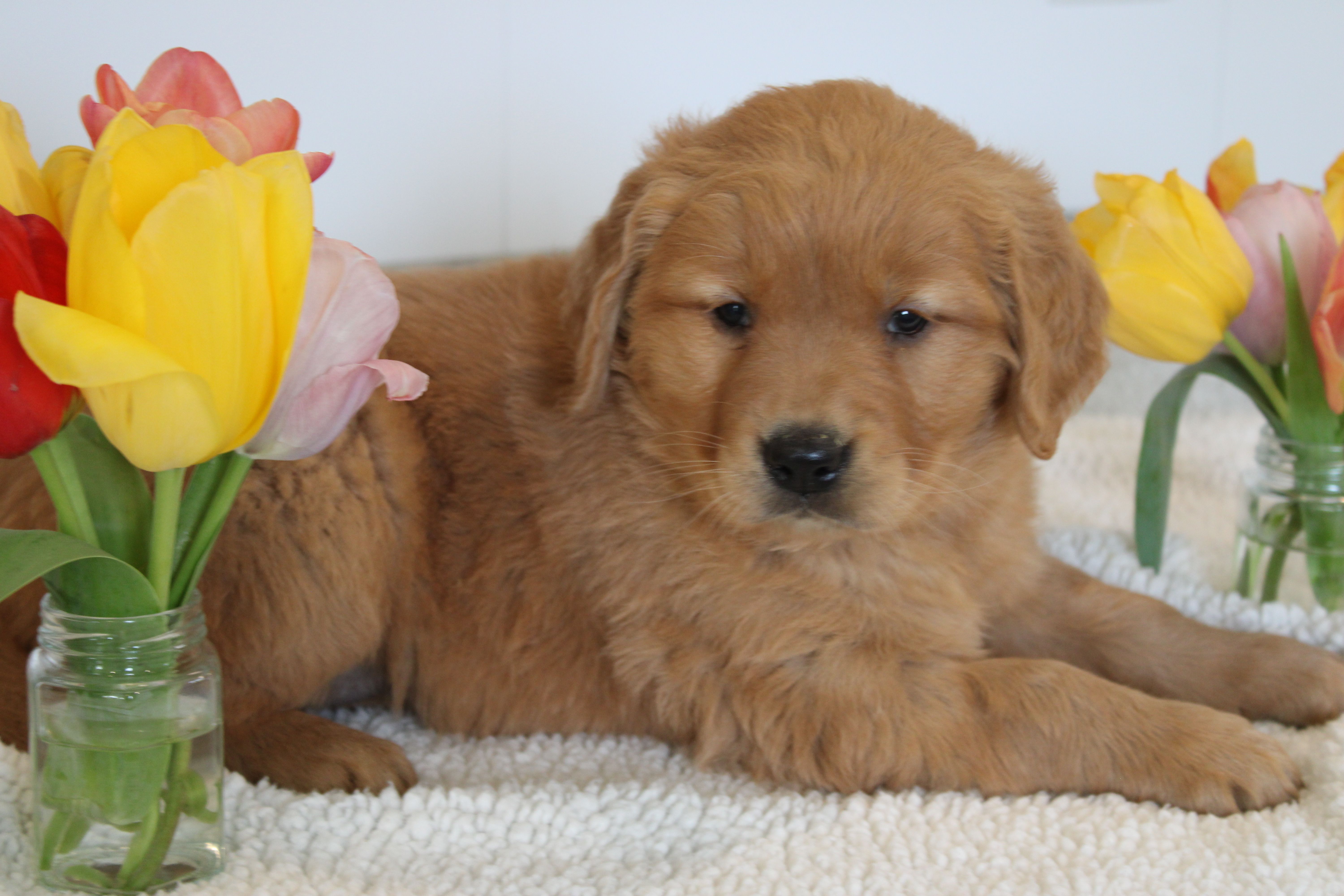 Halo – Golden Retriever puppy for sale in Hillsboro, WI