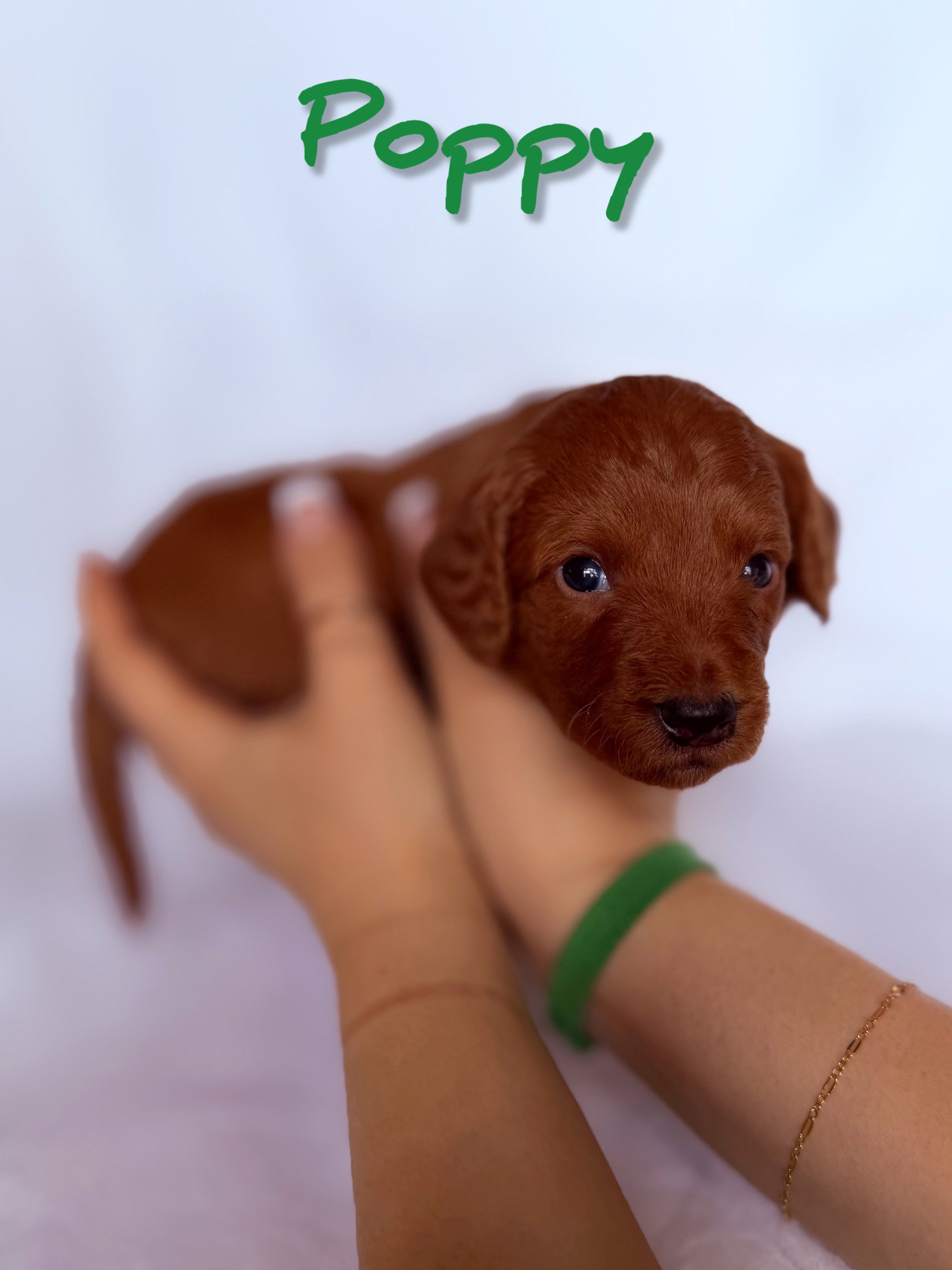 🌸 Poppy 🌸 – Labradoodle puppy for sale in North Pole, AK