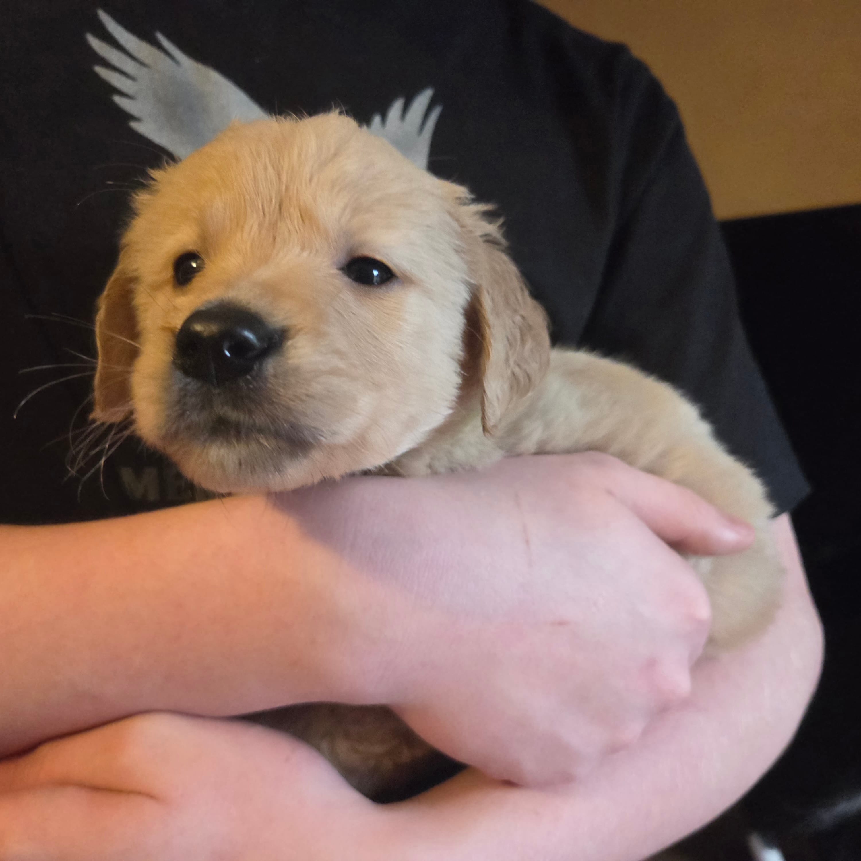 Duke – Golden Retriever puppy for sale in Gaffney, SC