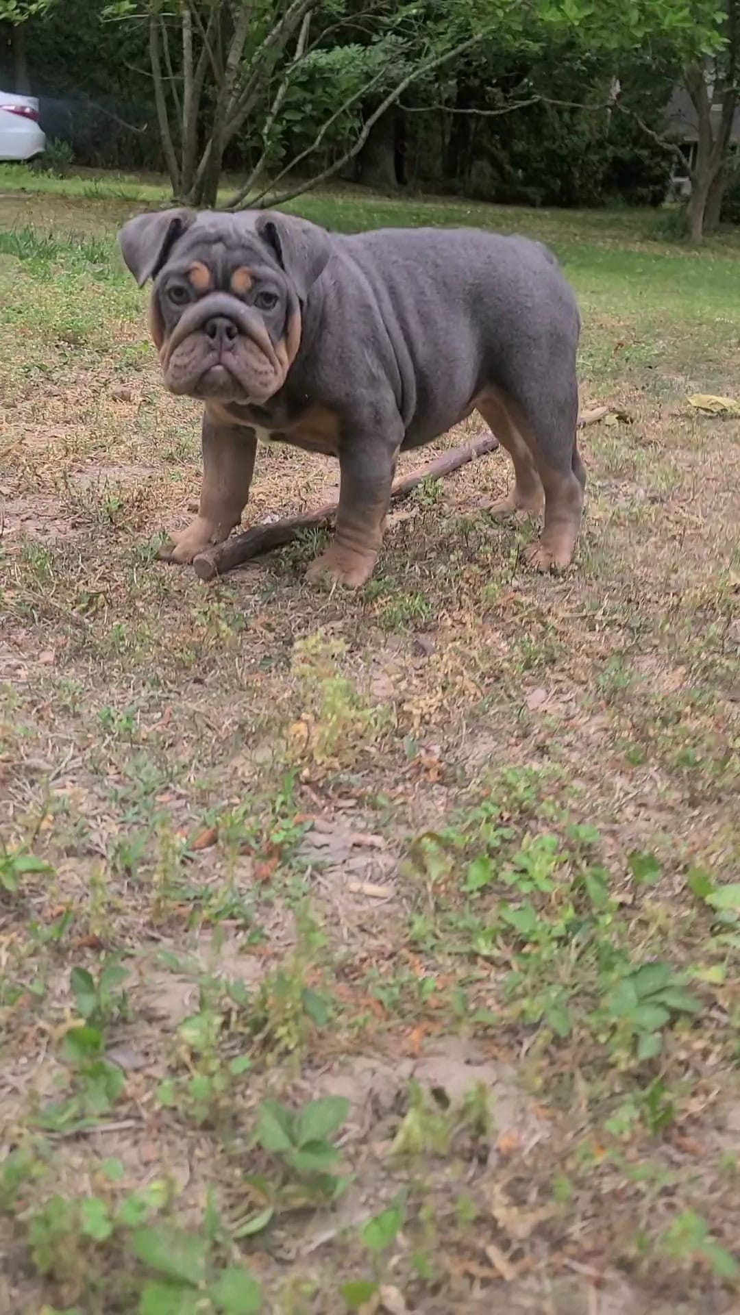 Luna – English Bulldog puppy for sale in Georgetown, DE
