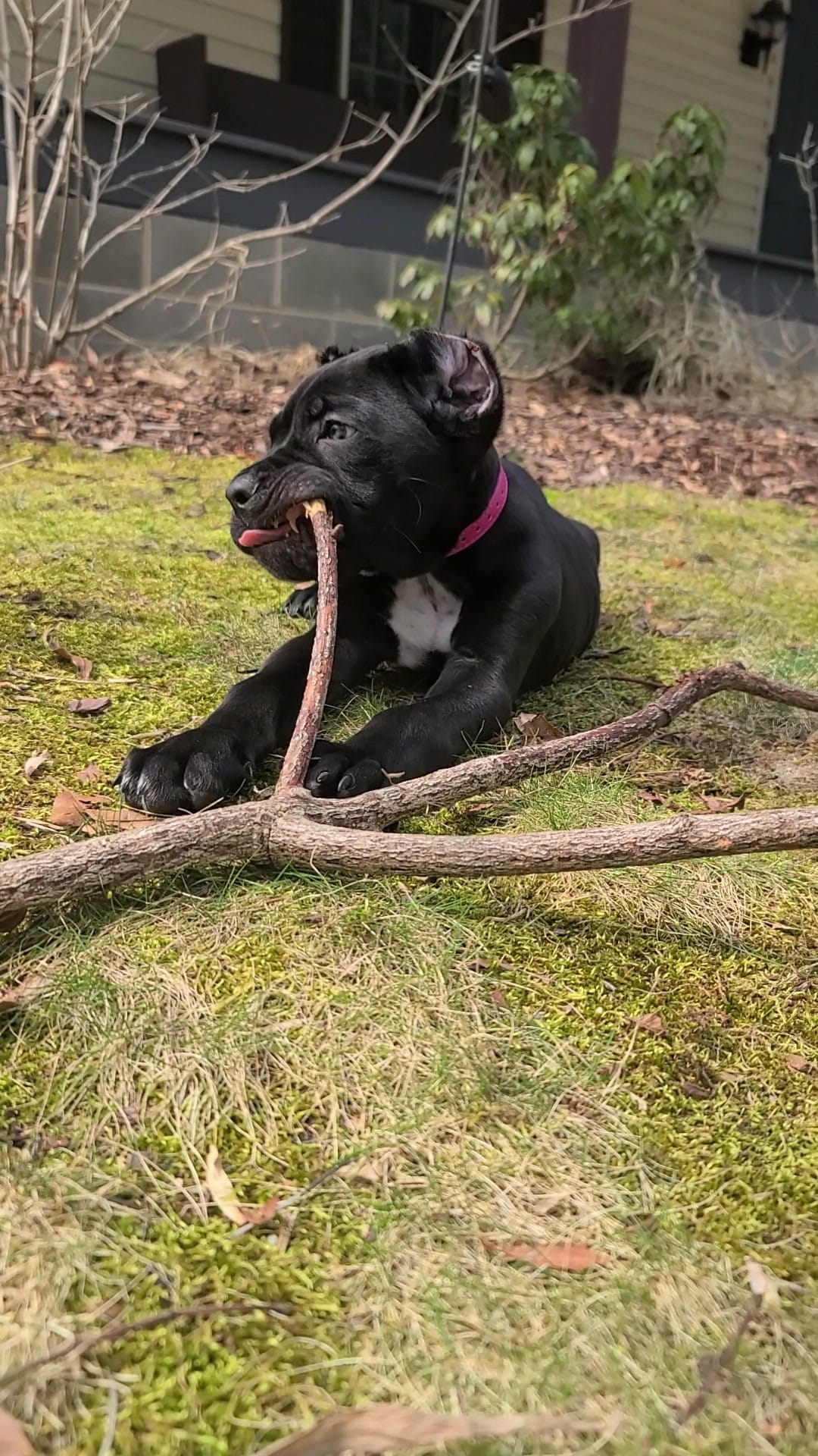 Sasha – Cane Corso puppy for sale in Georgetown, DE