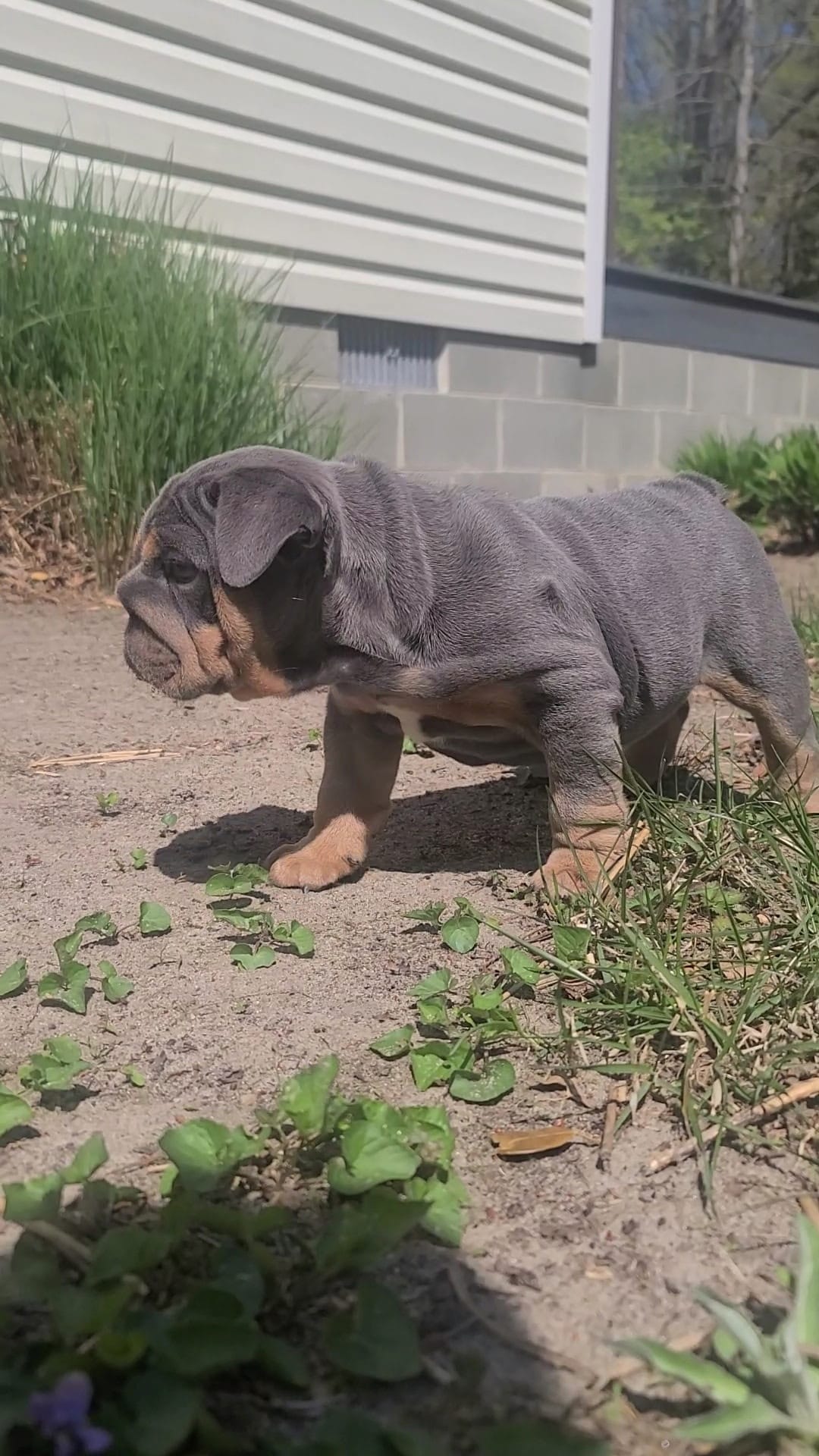 Luna – English Bulldog puppy for sale in Georgetown, DE