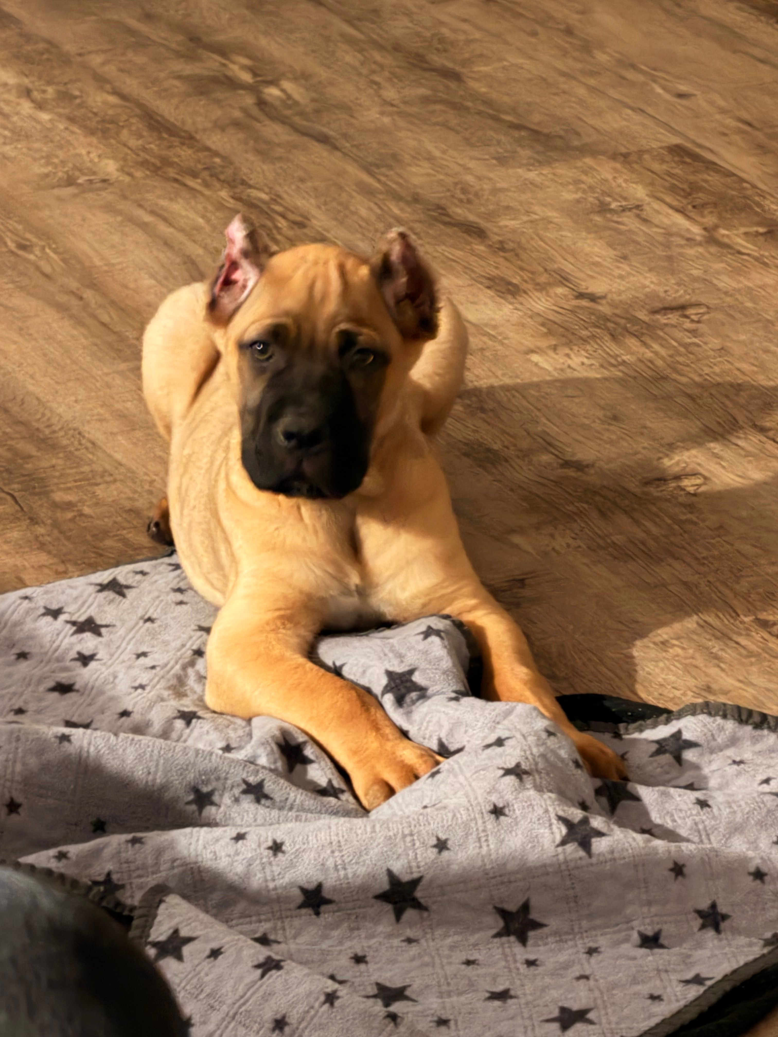 Teddy – Cane Corso puppy for sale in Georgetown, DE