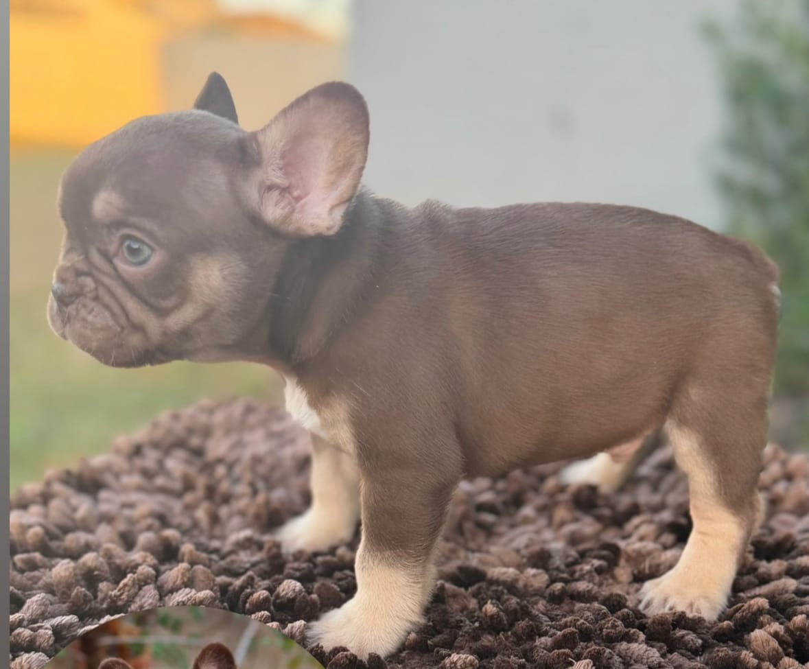 Rojo jojo  – French Bulldog puppy for sale in Raleigh, NC