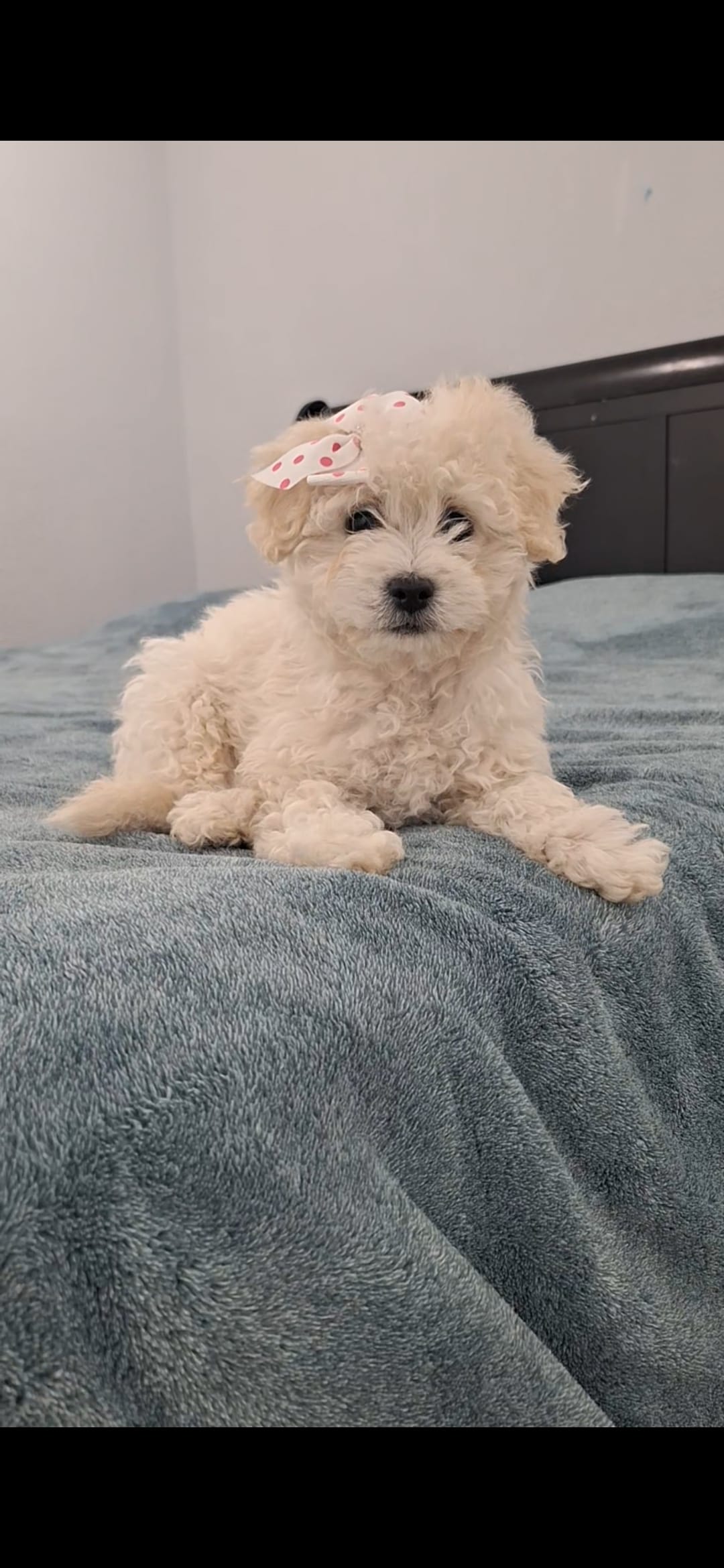 Niña2 – Poodle - Toy  puppy for sale in Selma, CA