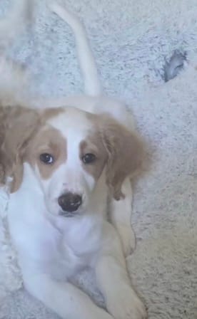 Girl 6 Apricot cream with Chocolate markings  – Goldendoodle puppy for sale in Tarboro, NC