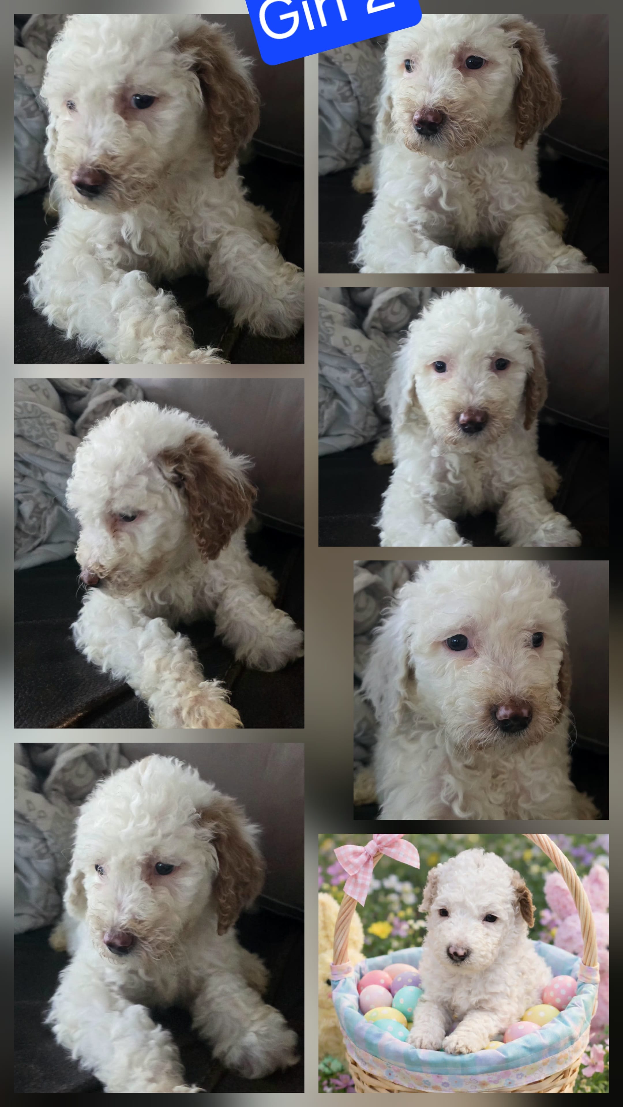 Girl 4 Apricot cream with Chocolate markings  – Goldendoodle puppy for sale in Tarboro, NC