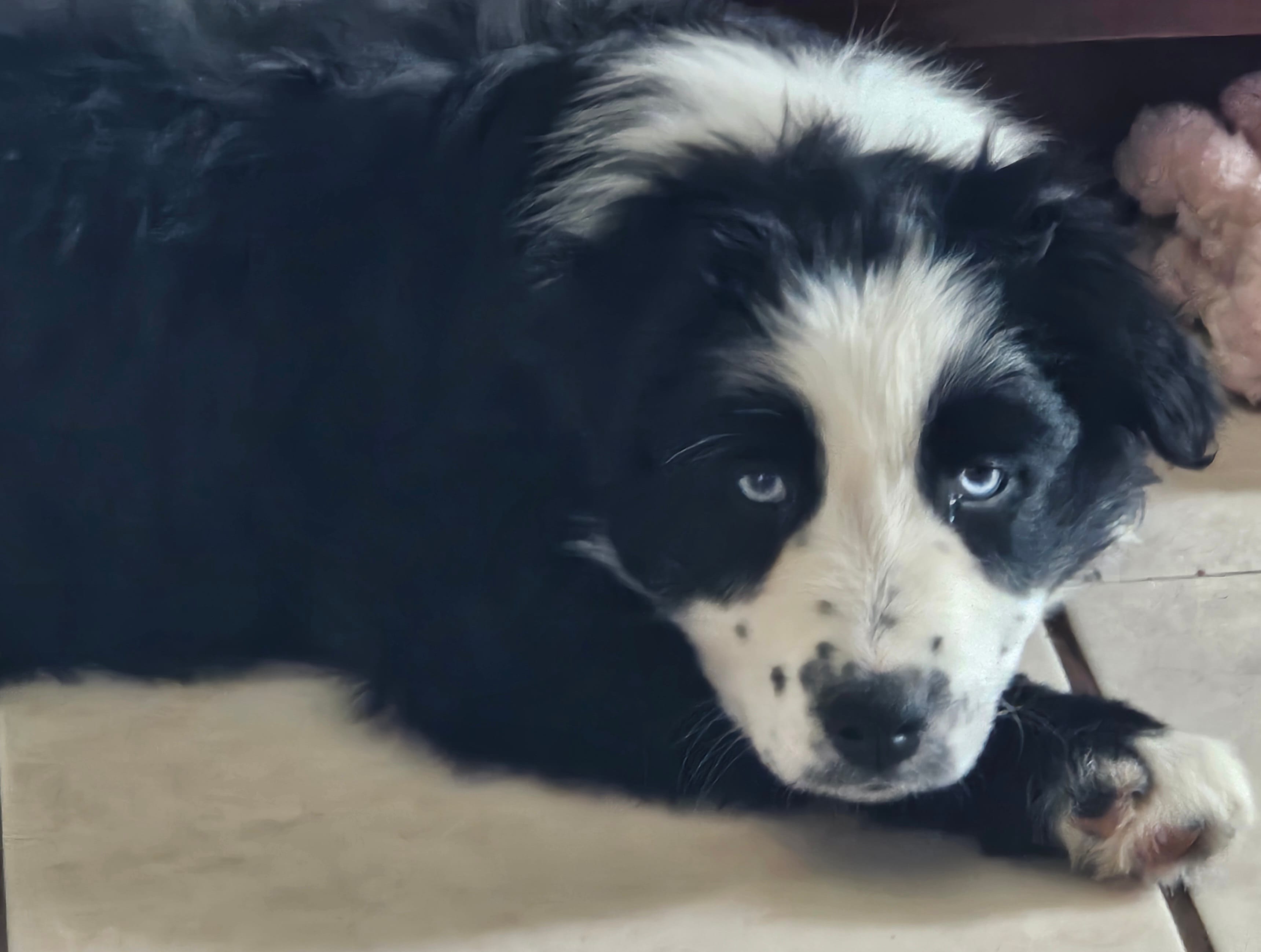 Ollie – Australian Shepherd puppy for sale in North Branch, MI