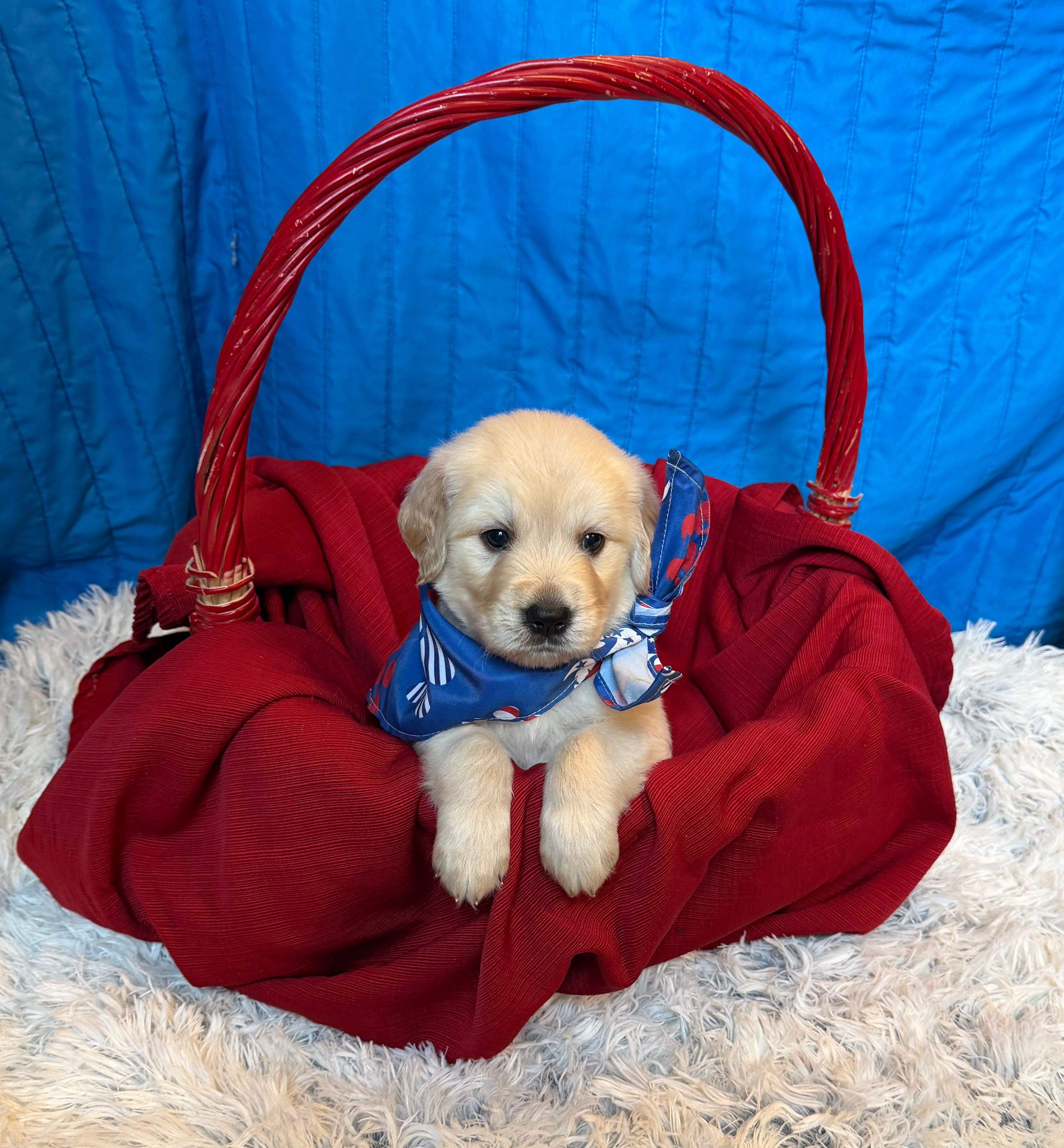 Cream Collar Male – Goldendoodle puppy for sale in Shelbyville, TN
