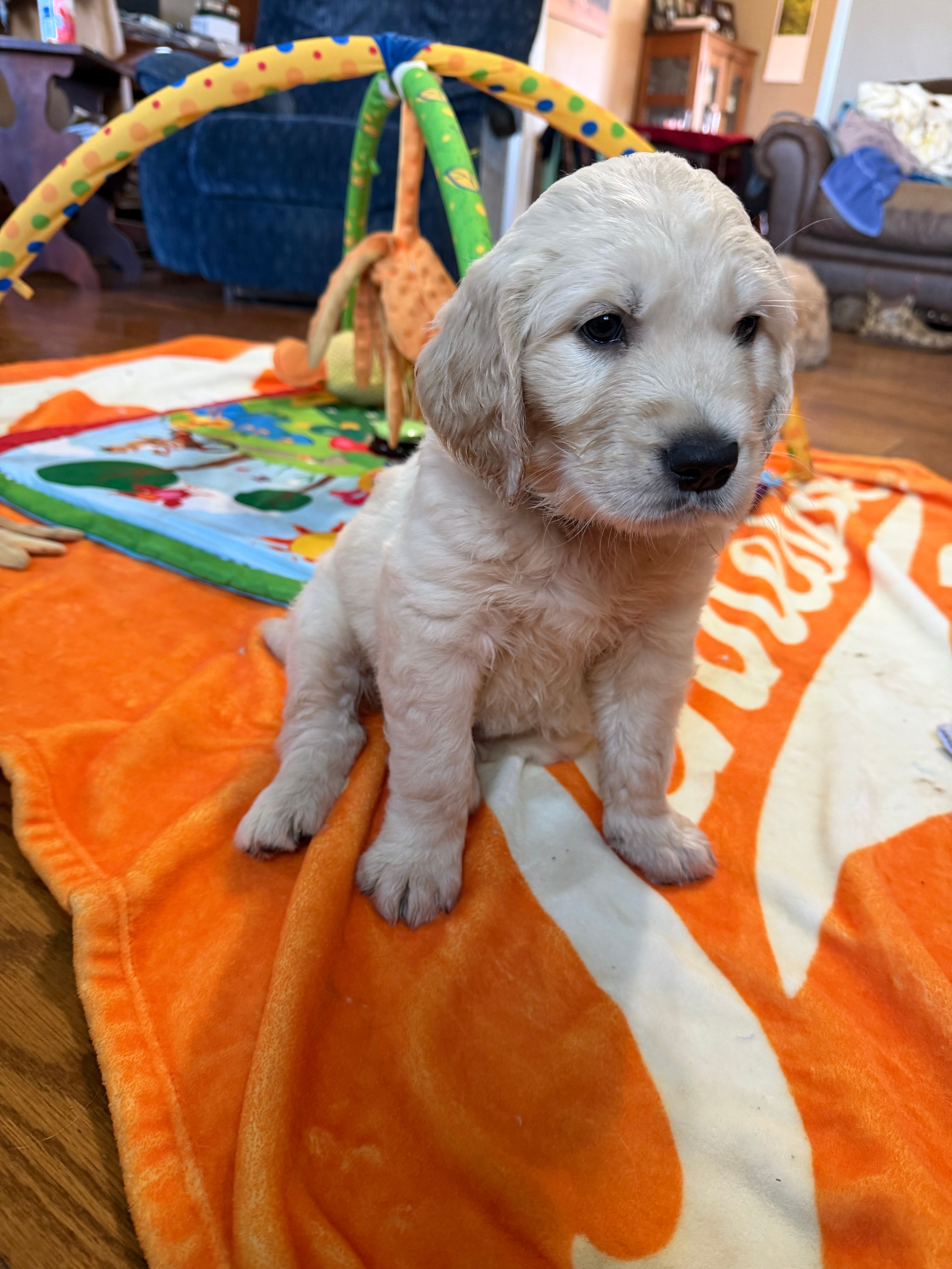 Blue Boy – Golden Retriever puppy for sale in Shelbyville, TN