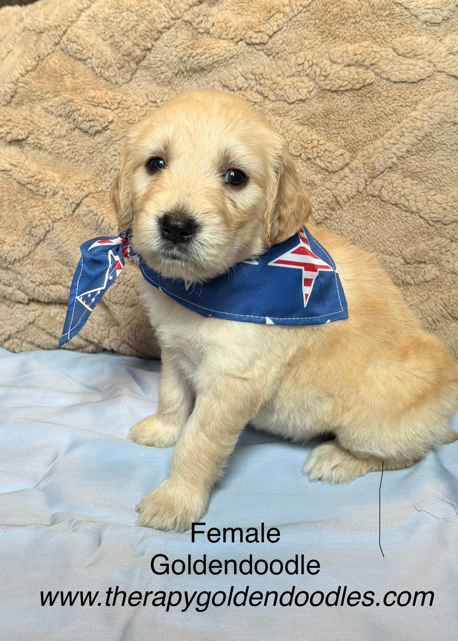 America – Goldendoodle puppy for sale in Shelbyville, TN
