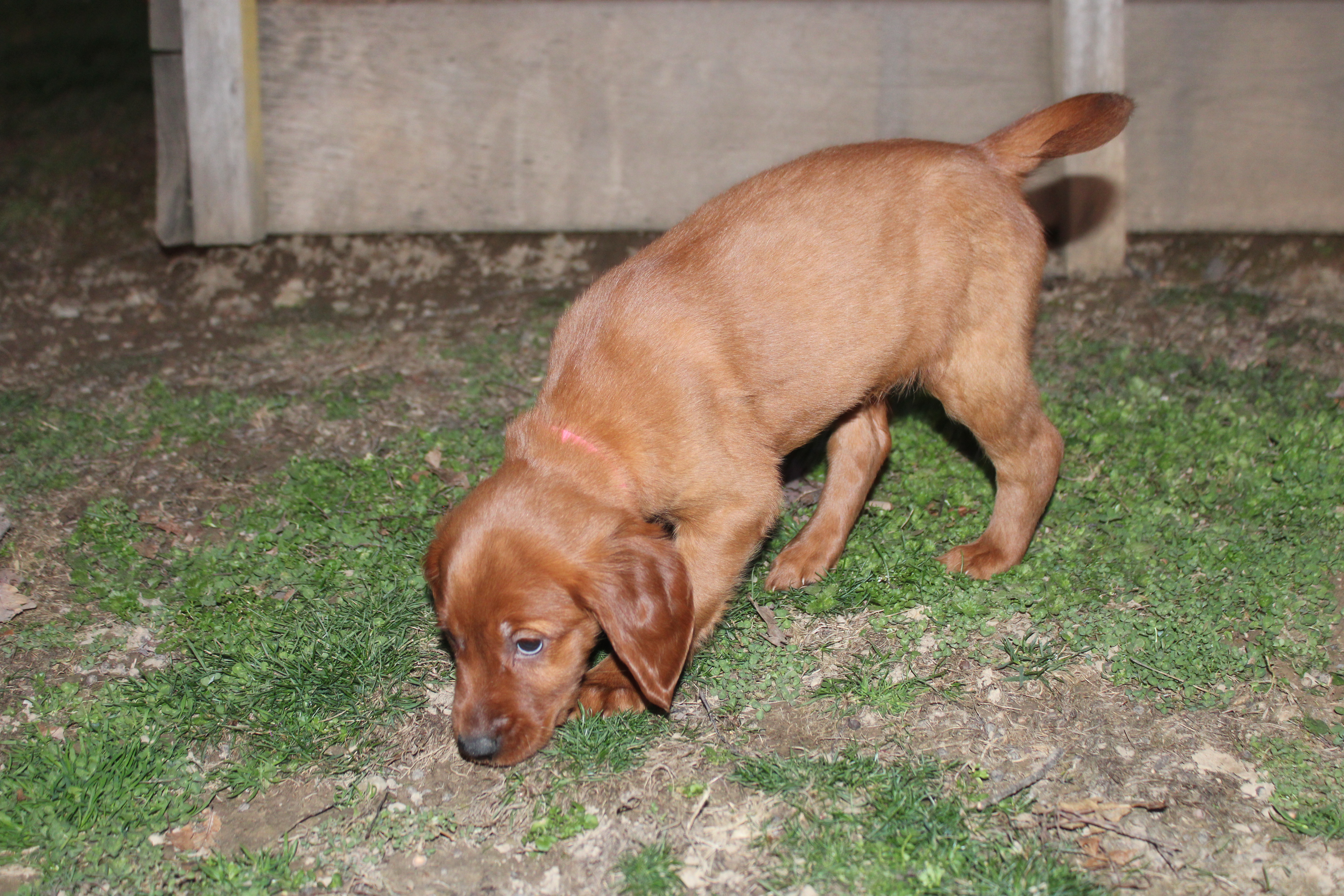brandi – Golden Irish puppy for sale in Dundee, OH