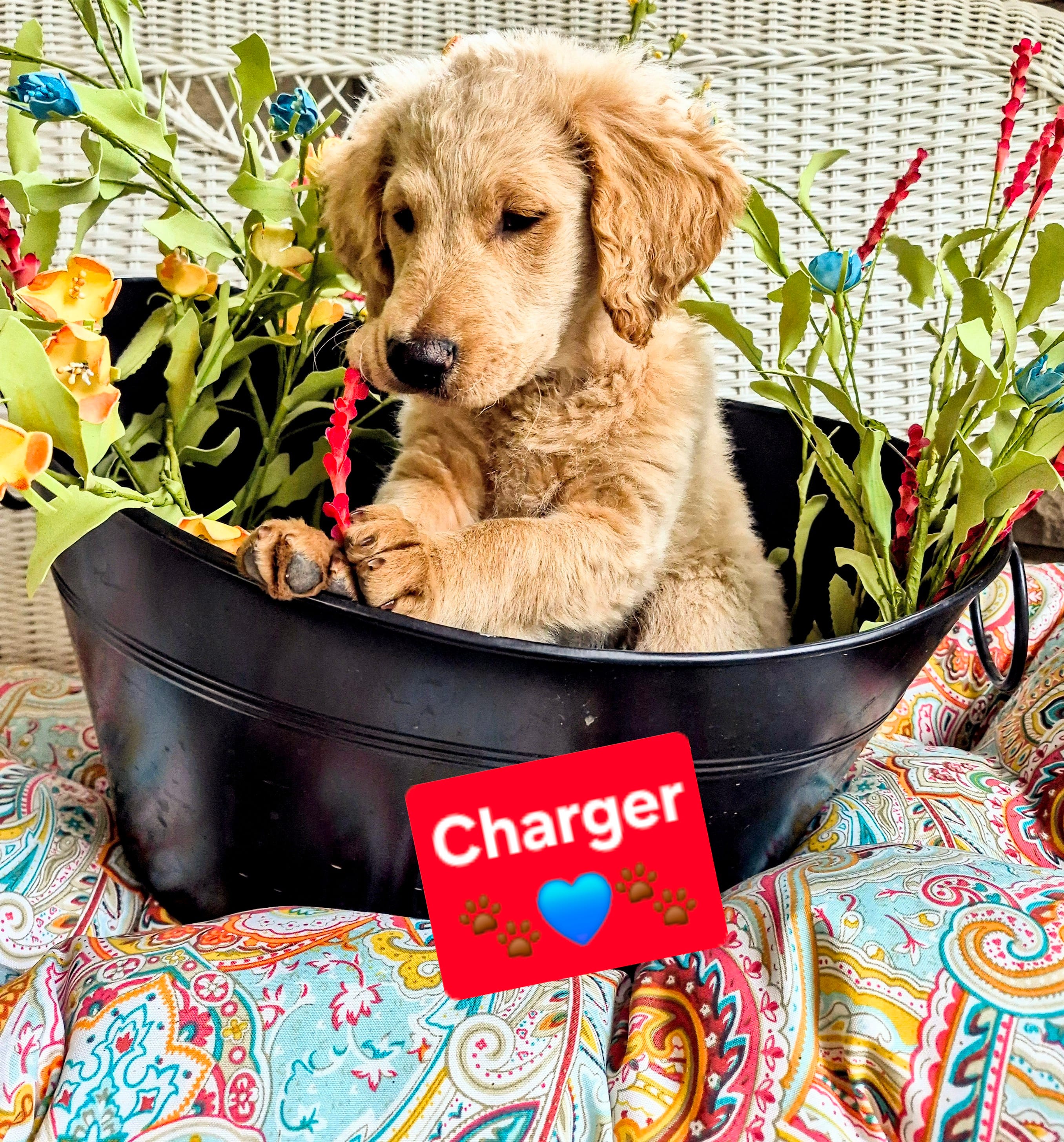 Charger  – Goldendoodle puppy for sale in Anderson, IN