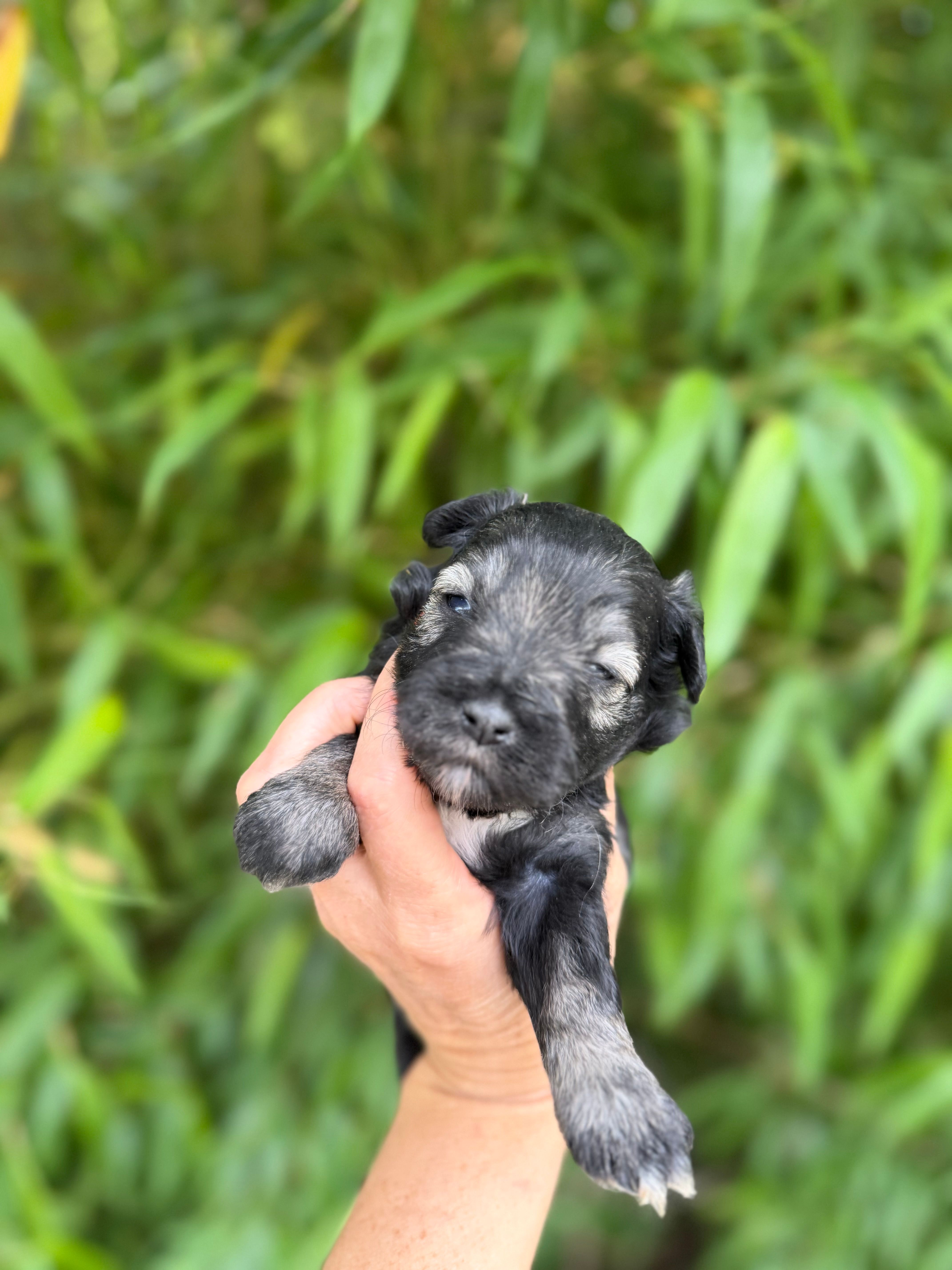 Ike Odell – Miniature Schnauzer puppy for sale in Glasgow, KY