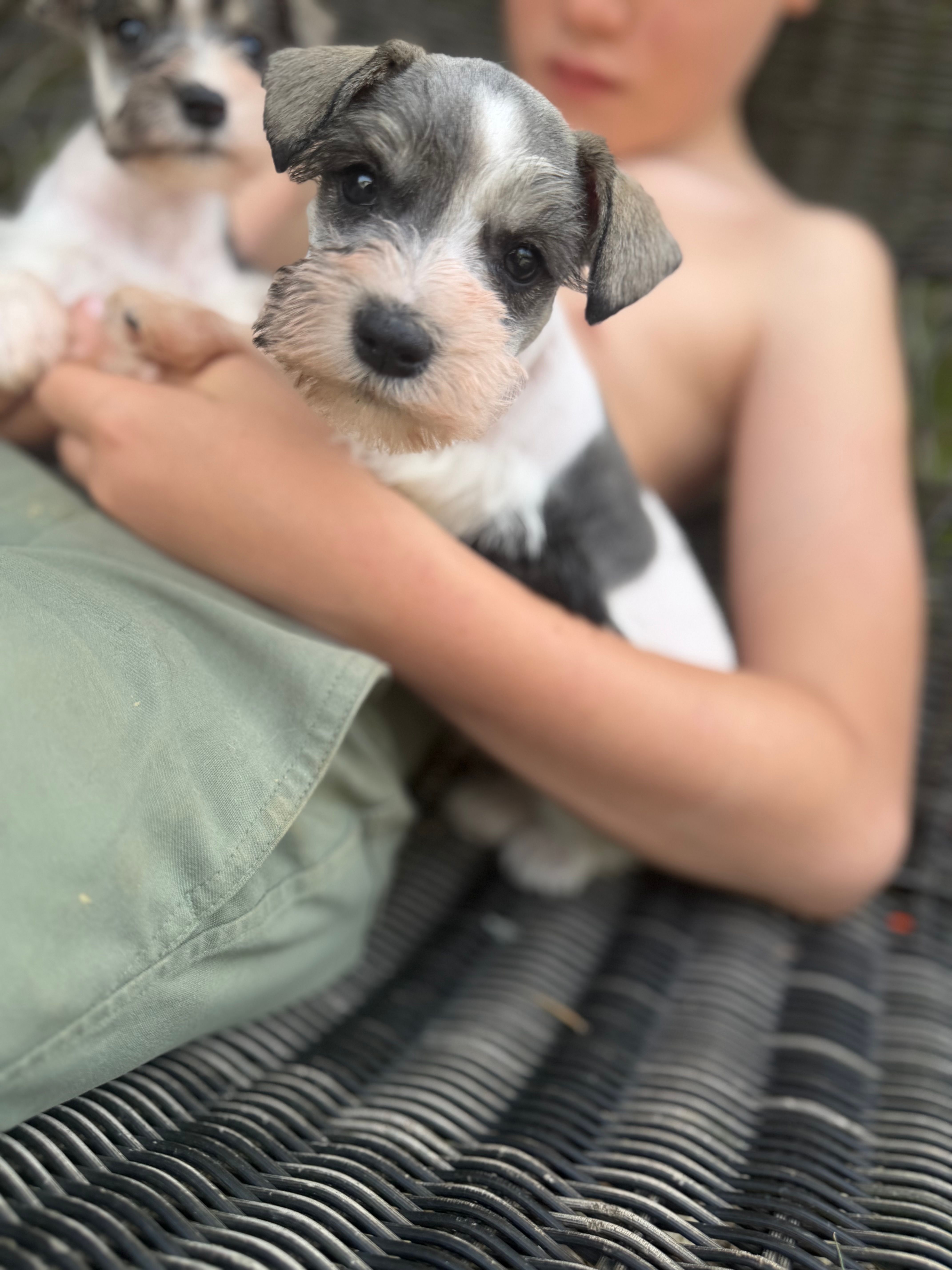 Ramsey  – Miniature Schnauzer puppy for sale in Glasgow, KY