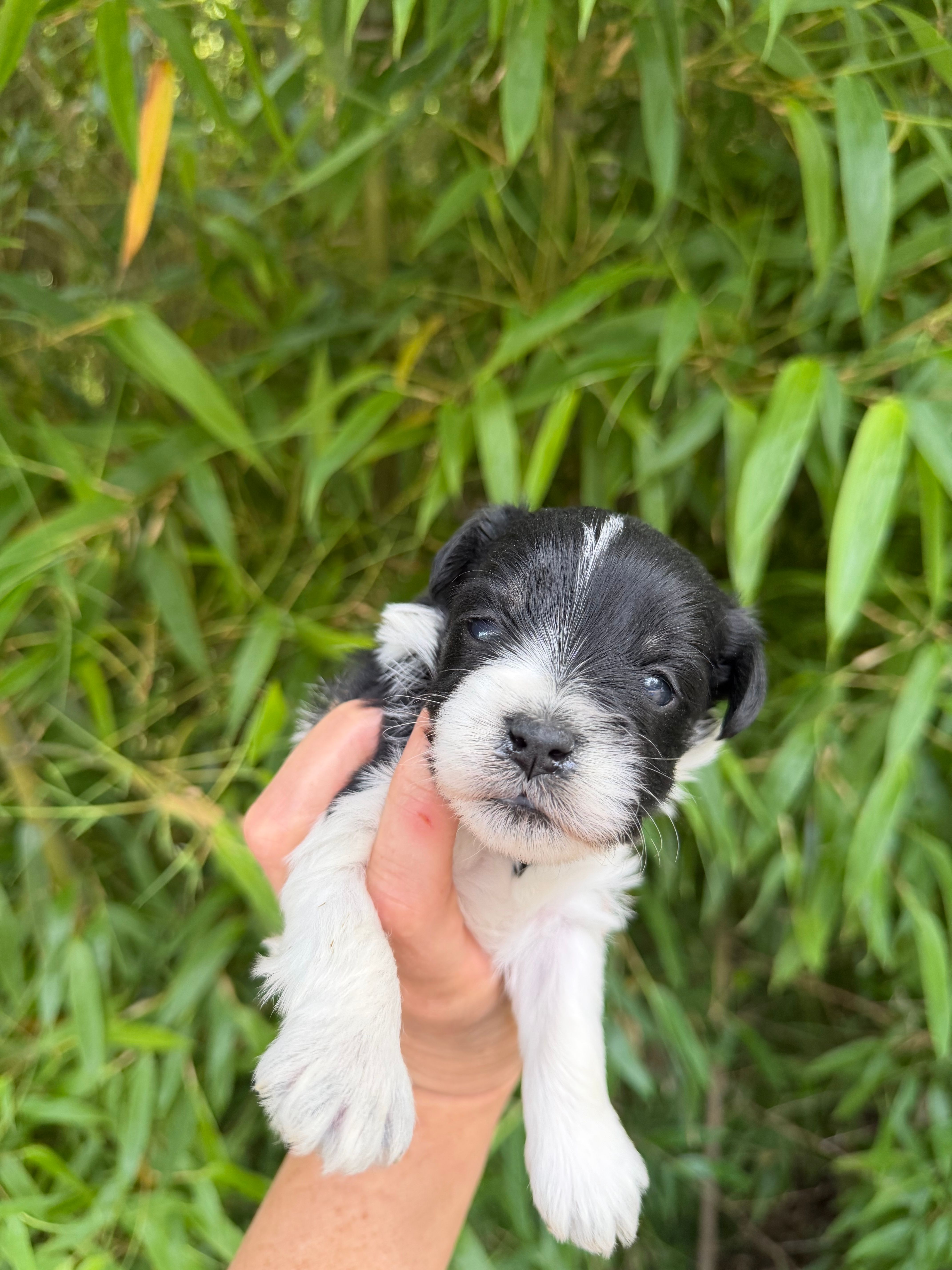 John C – Miniature Schnauzer puppy for sale in Glasgow, KY