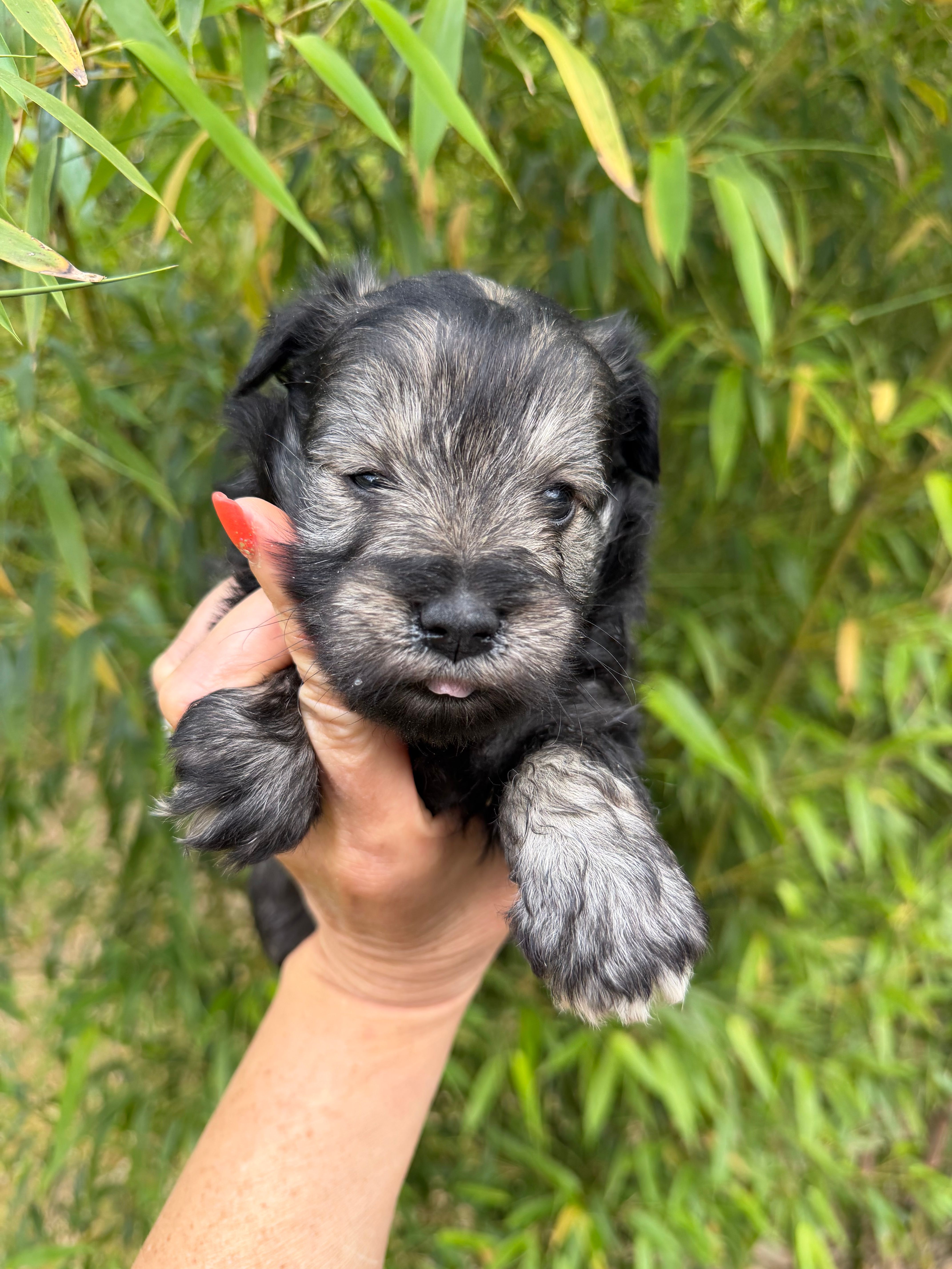 Maddie  – Miniature Schnauzer puppy for sale in Glasgow, KY