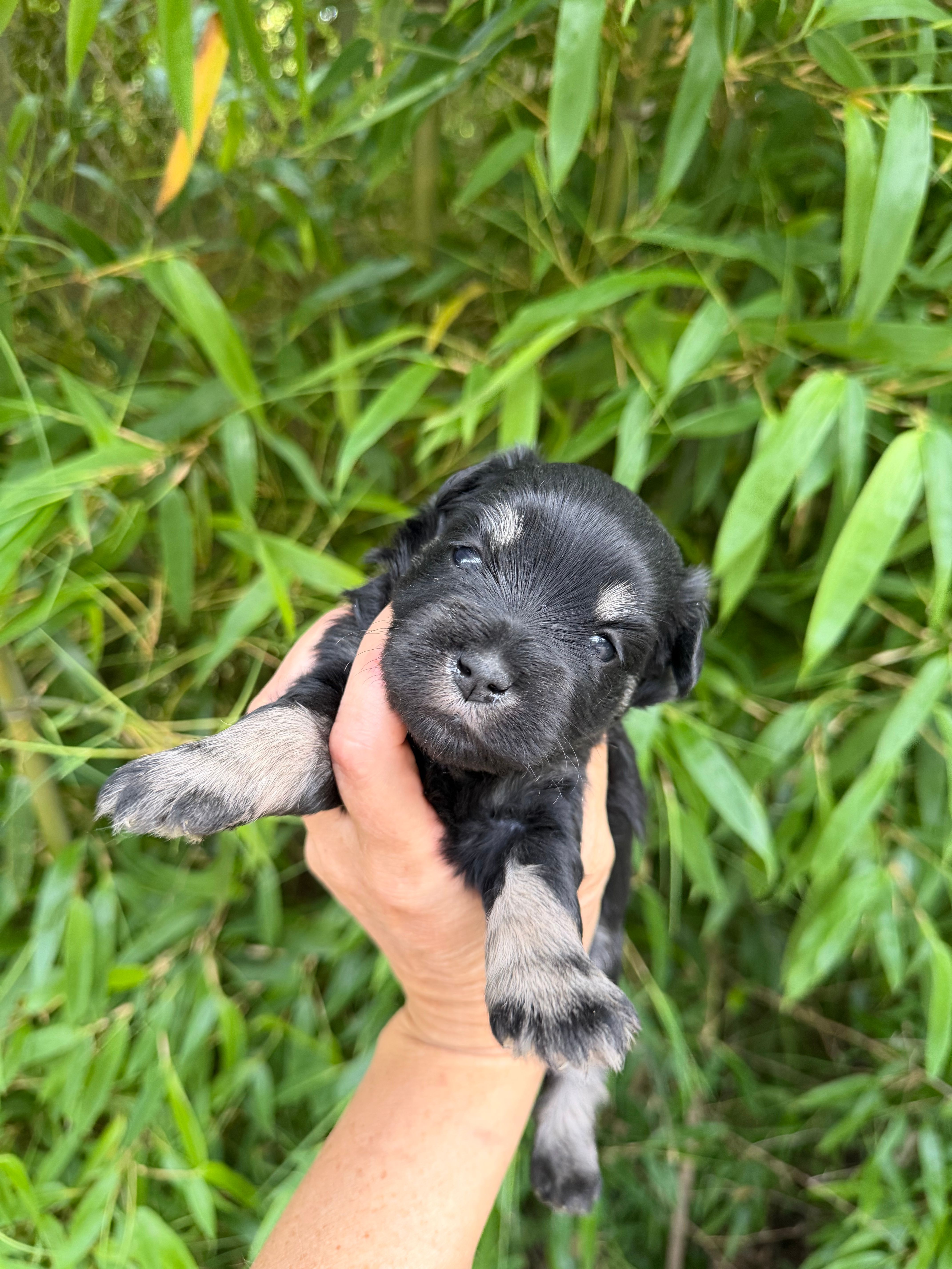 Helen Marie  – Miniature Schnauzer puppy for sale in Glasgow, KY